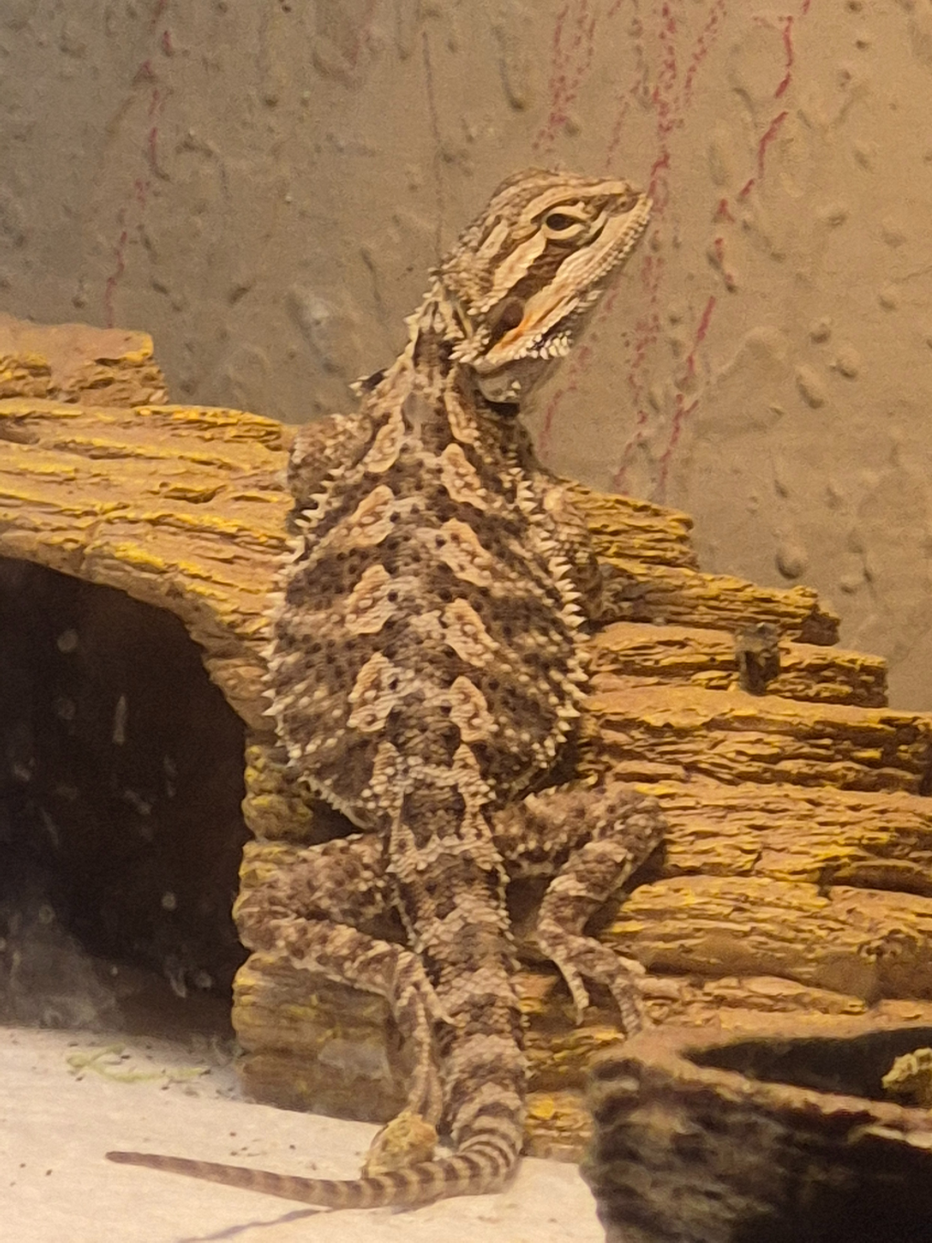 Help a 13 year old manage a Bearded Dragon on his own campaign photo, 6 of 7