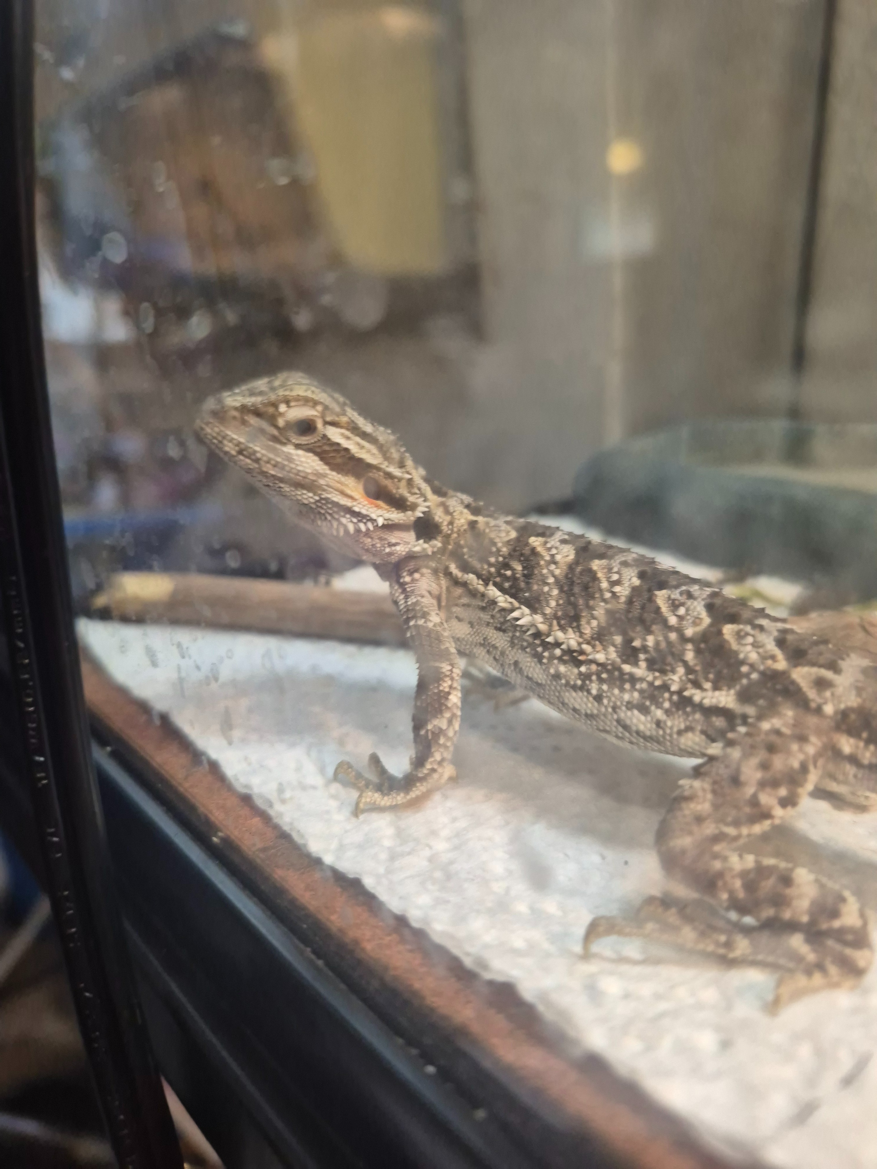 Help a 13 year old manage a Bearded Dragon on his own campaign photo, 2 of 7