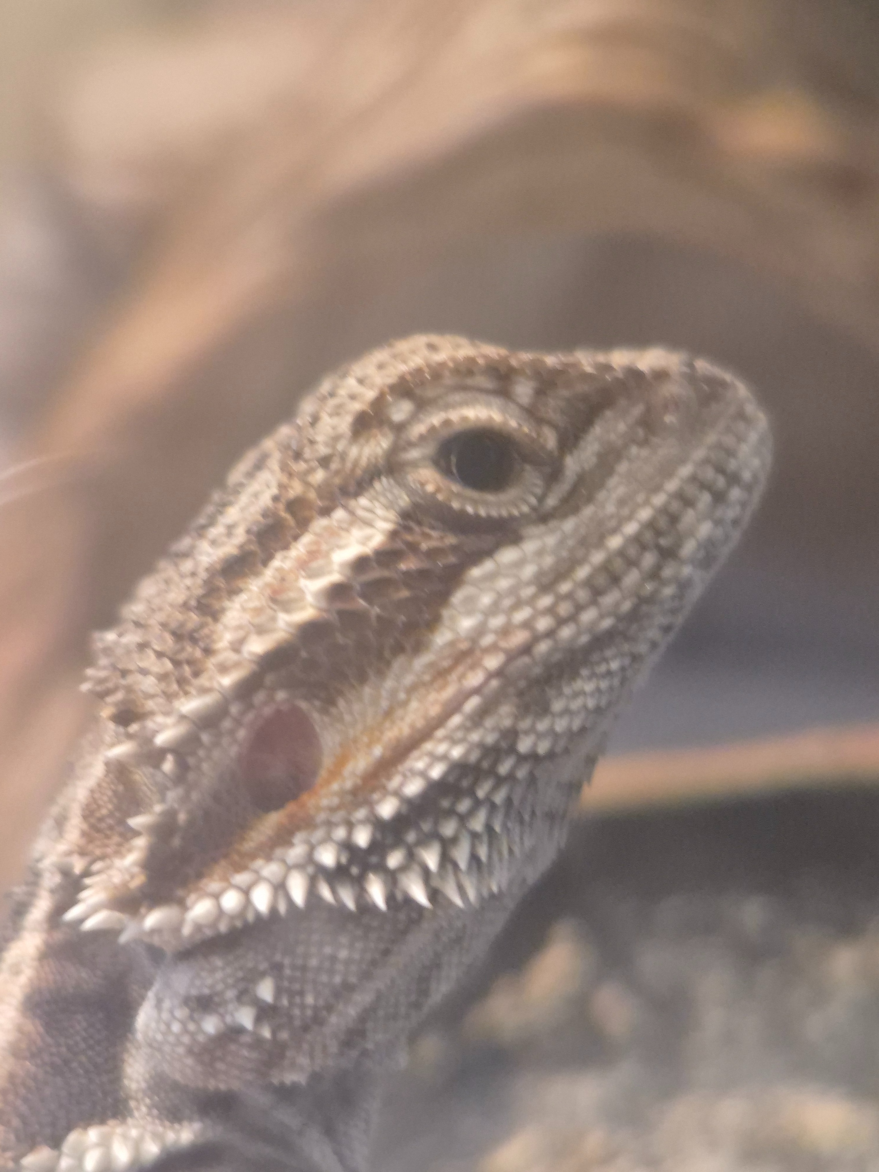 Help a 13 year old manage a Bearded Dragon on his own campaign photo, 4 of 7