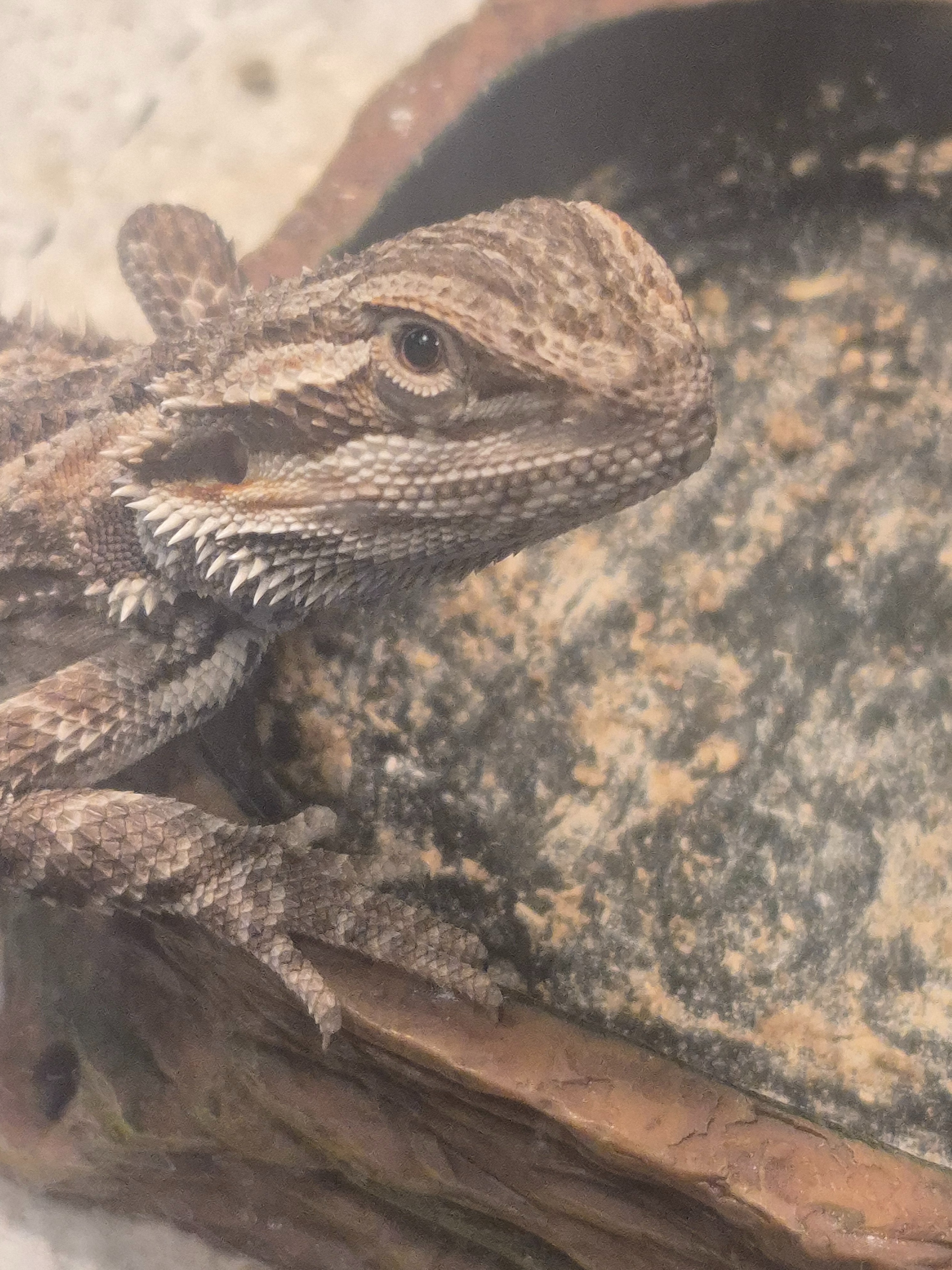 Help a 13 year old manage a Bearded Dragon on his own campaign photo, 5 of 7