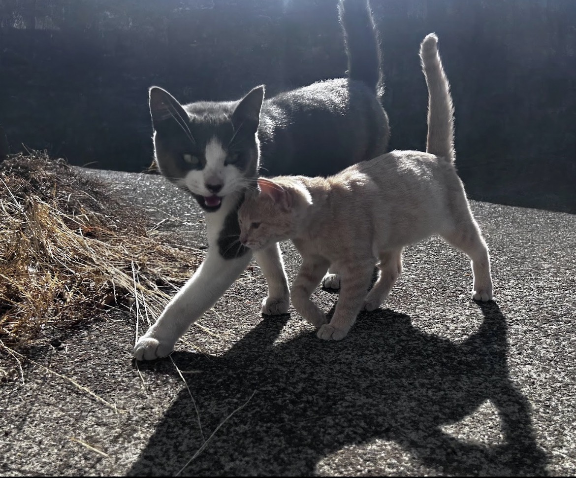 Fix Flops (Mr.Mama): Our Feral Hero needs Neutered campaign photo, 5 of 6