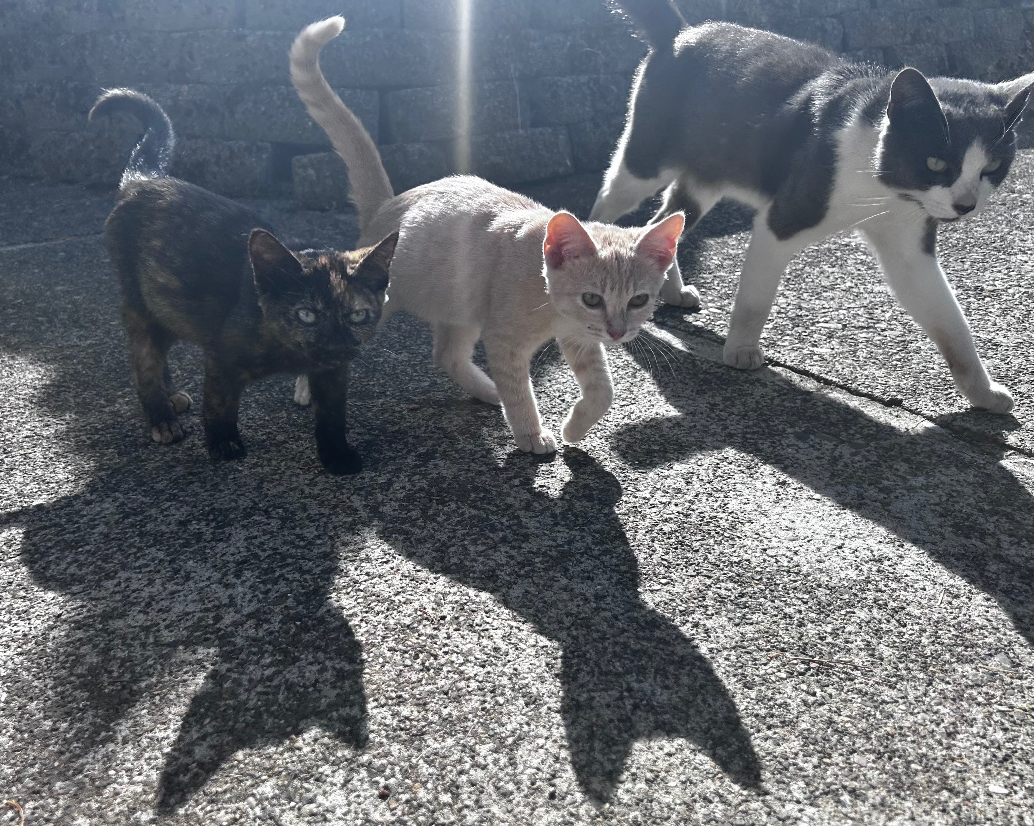 Fix Flops (Mr.Mama): Our Feral Hero needs Neutered campaign photo, 2 of 6