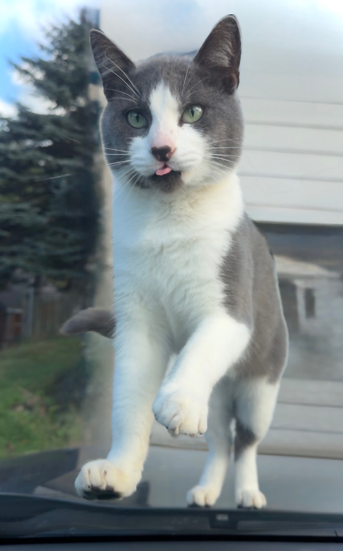 Fix Flops (Mr.Mama): Our Feral Hero needs Neutered campaign photo, 4 of 6