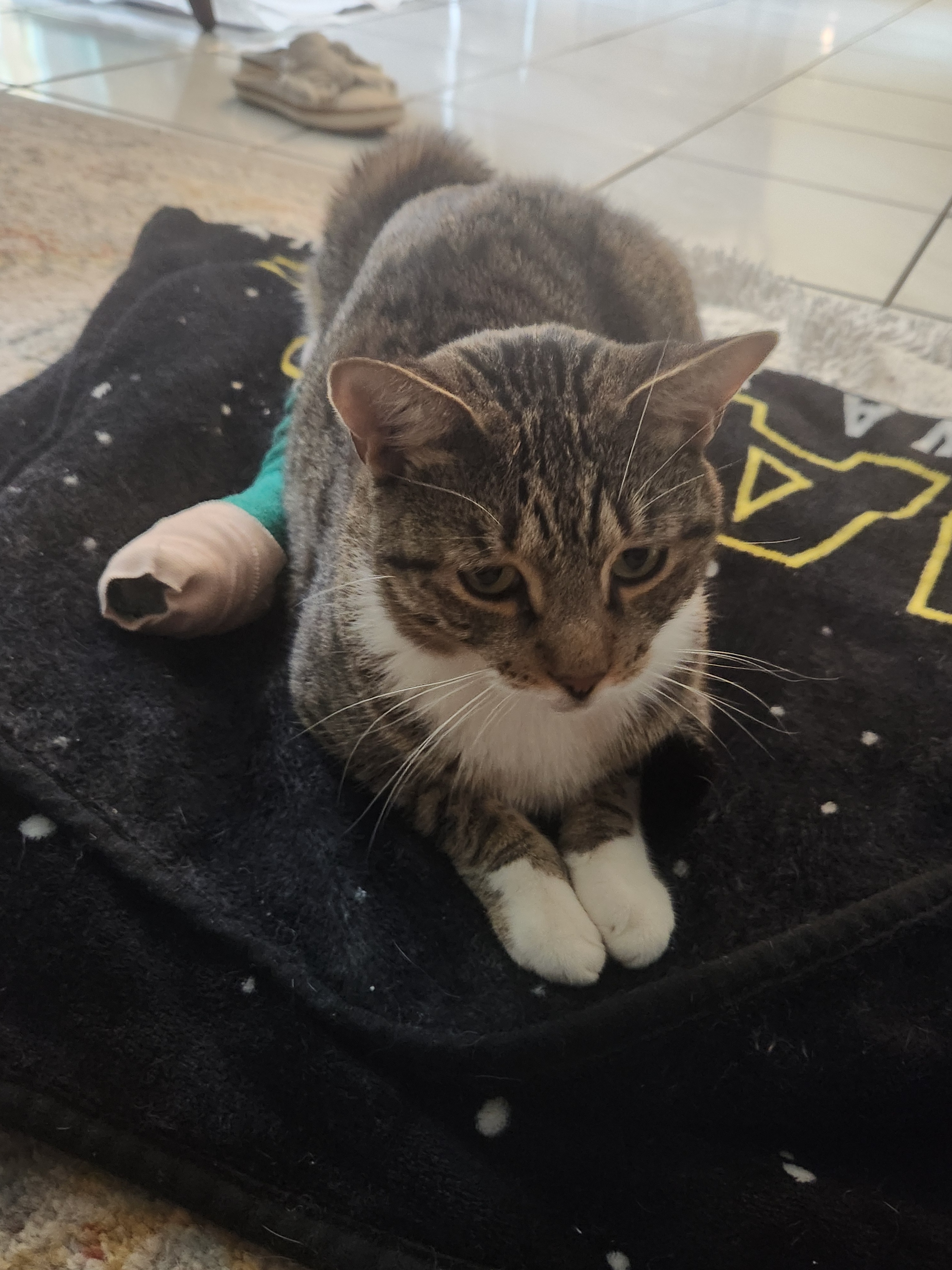 Save Oli's Leg: Urgent Surgery Needed campaign photo, 4 of 8