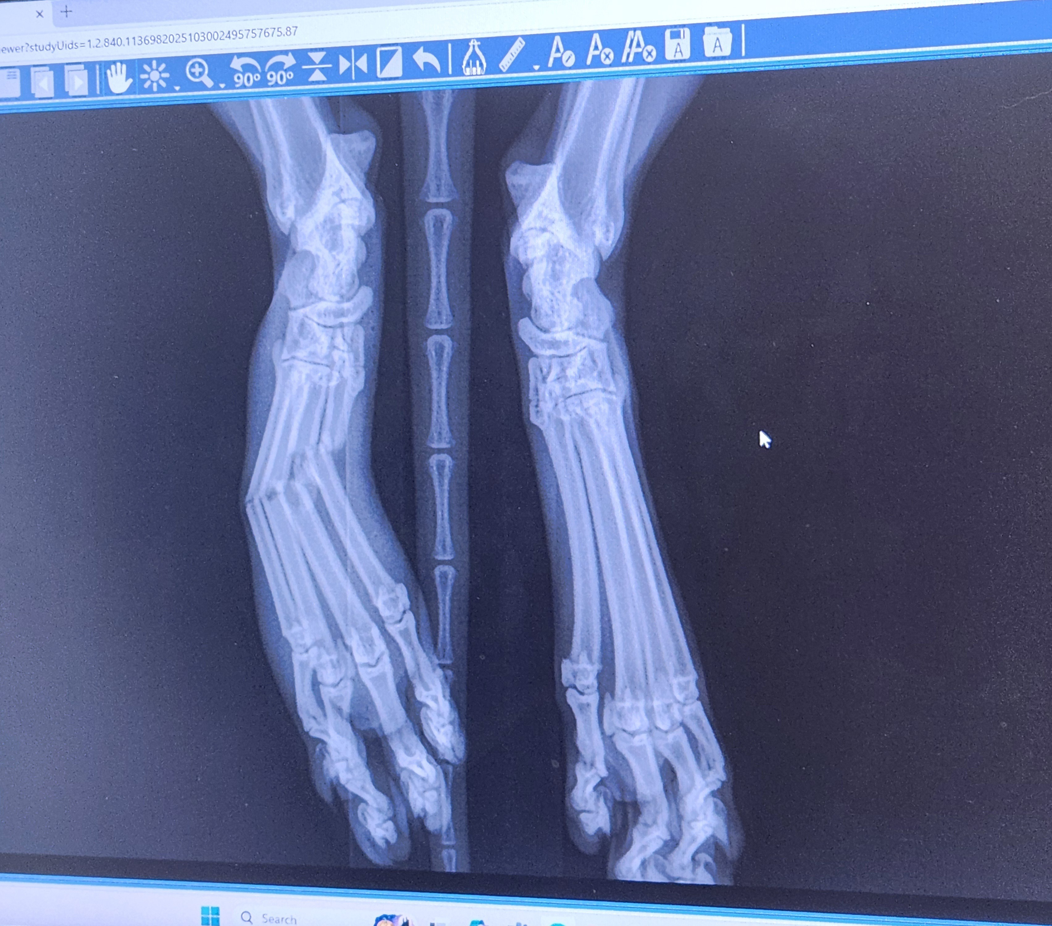 Save Oli's Leg: Urgent Surgery Needed campaign photo, 2 of 8