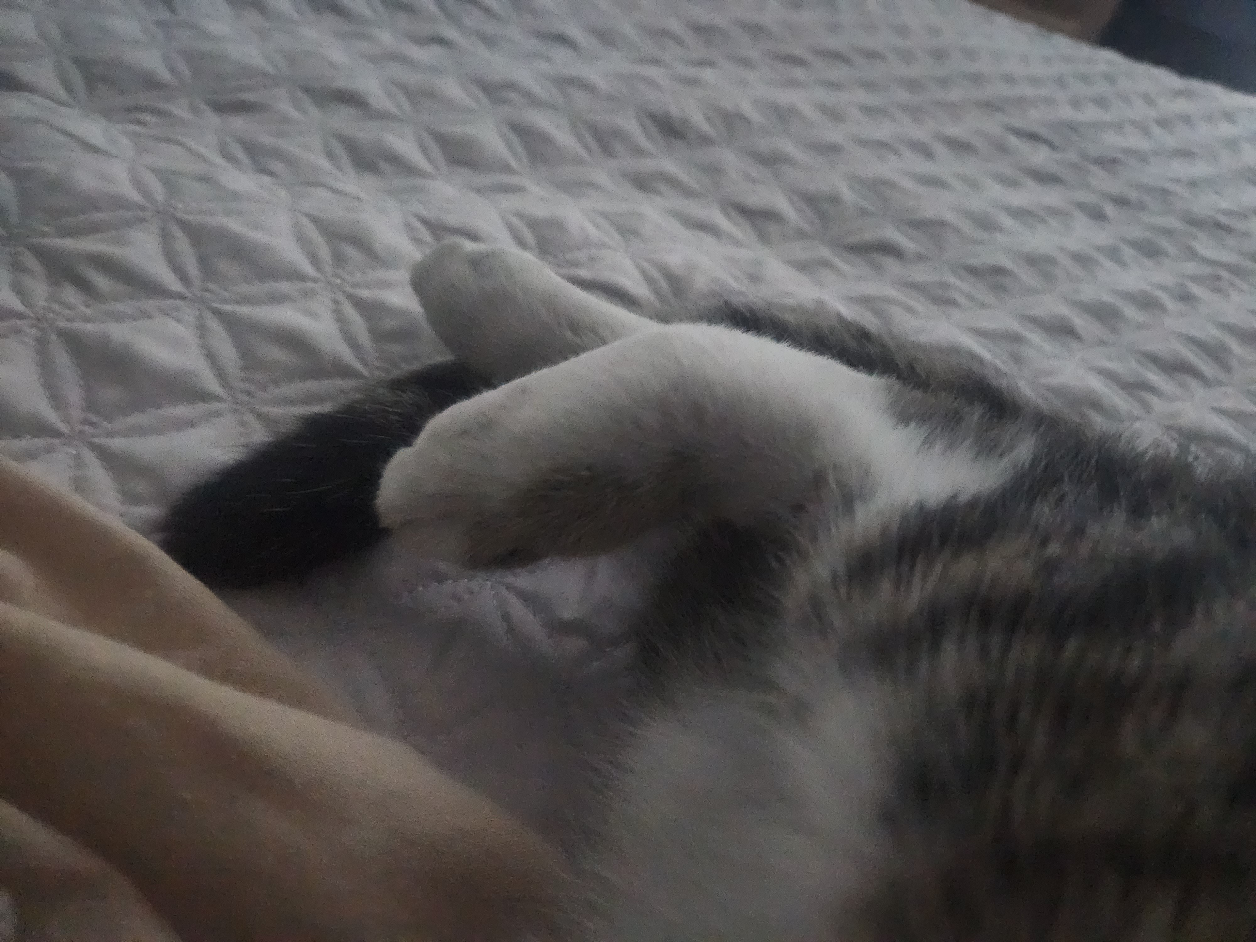 Save Oli's Leg: Urgent Surgery Needed campaign photo, 6 of 8