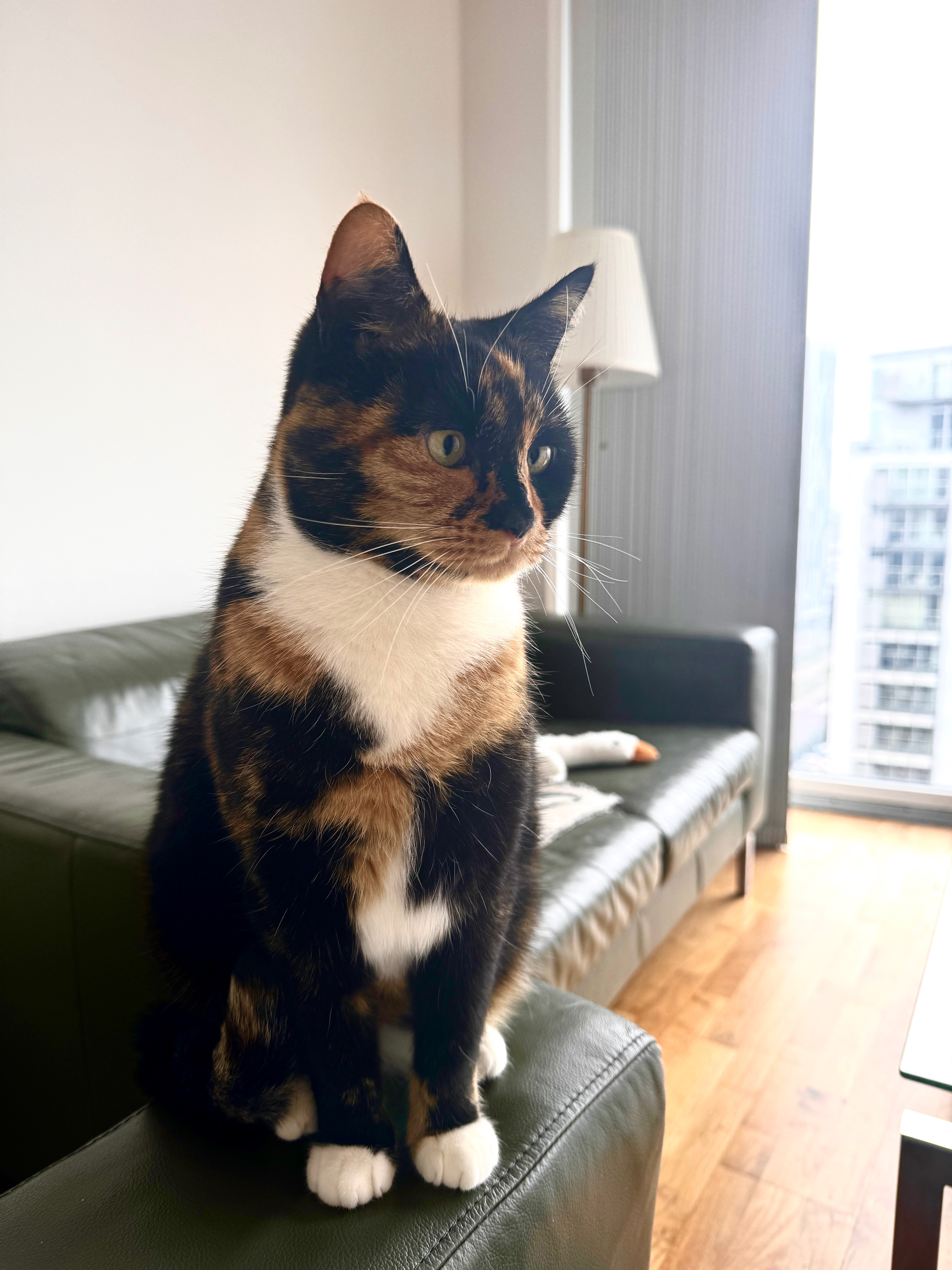 Please help me give Hazel a send off campaign photo, 4 of 6
