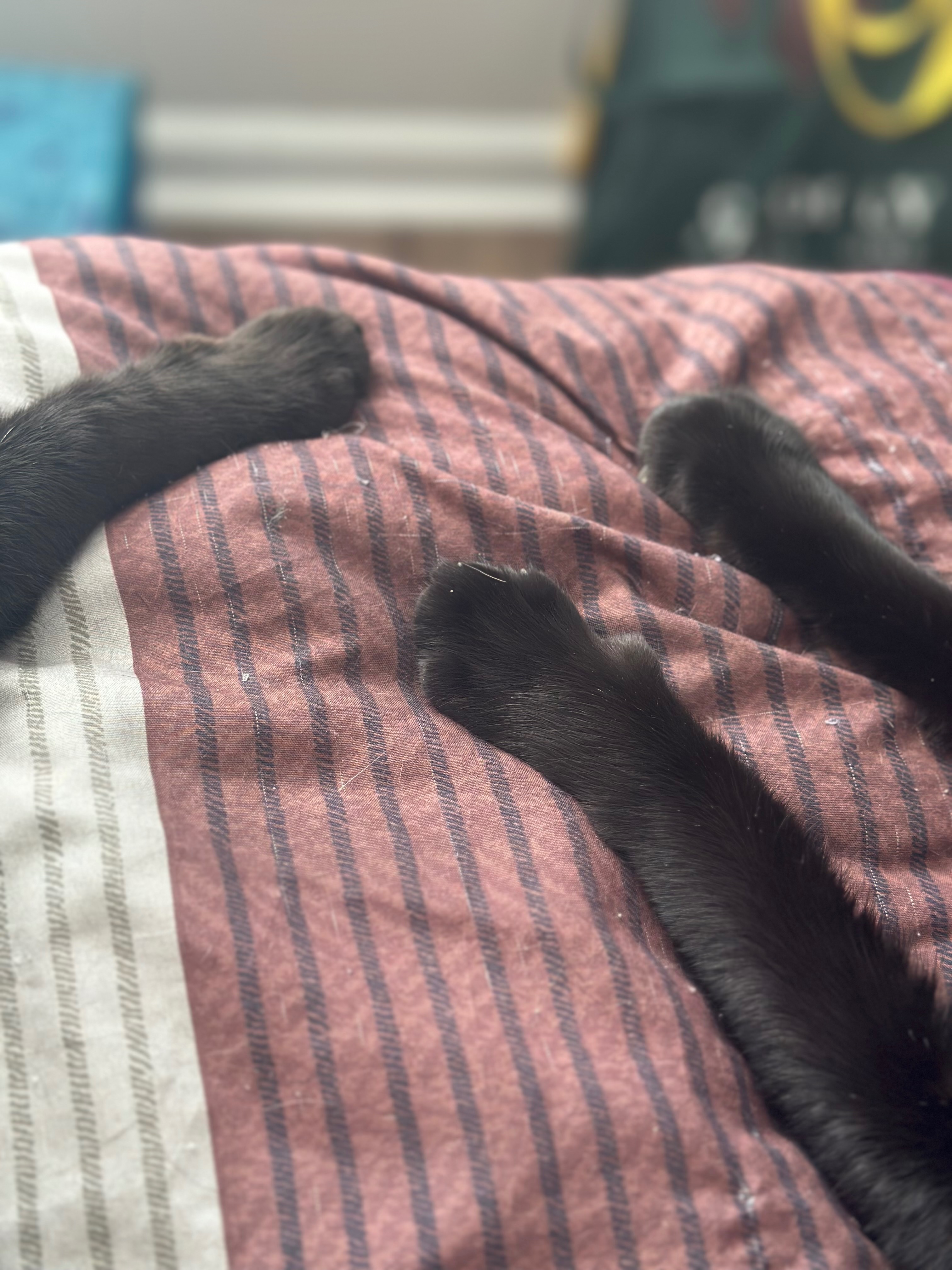 ❤️ Help Save Out Sweet Black Cat ❤️ campaign photo, 7 of 8