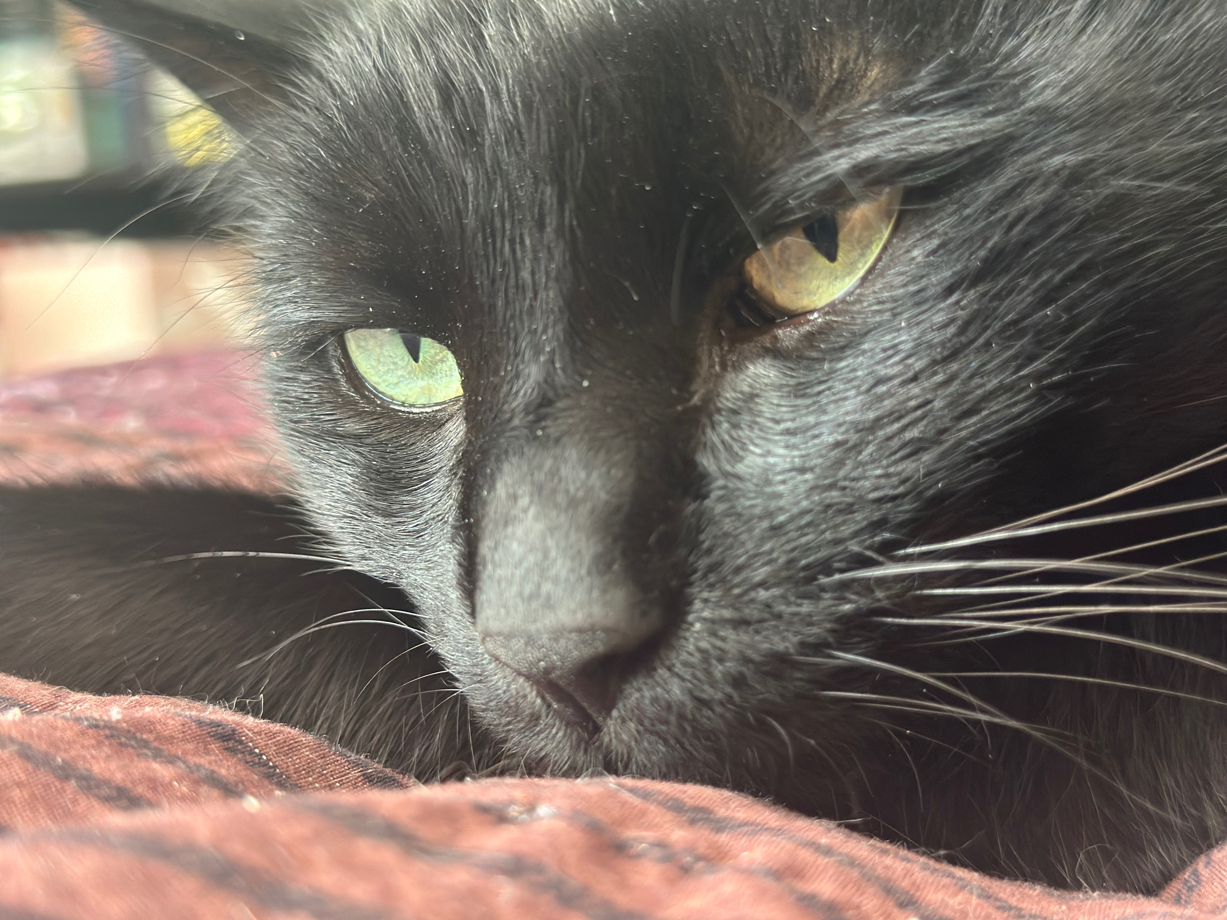 ❤️ Help Save Out Sweet Black Cat ❤️ campaign photo, 2 of 8
