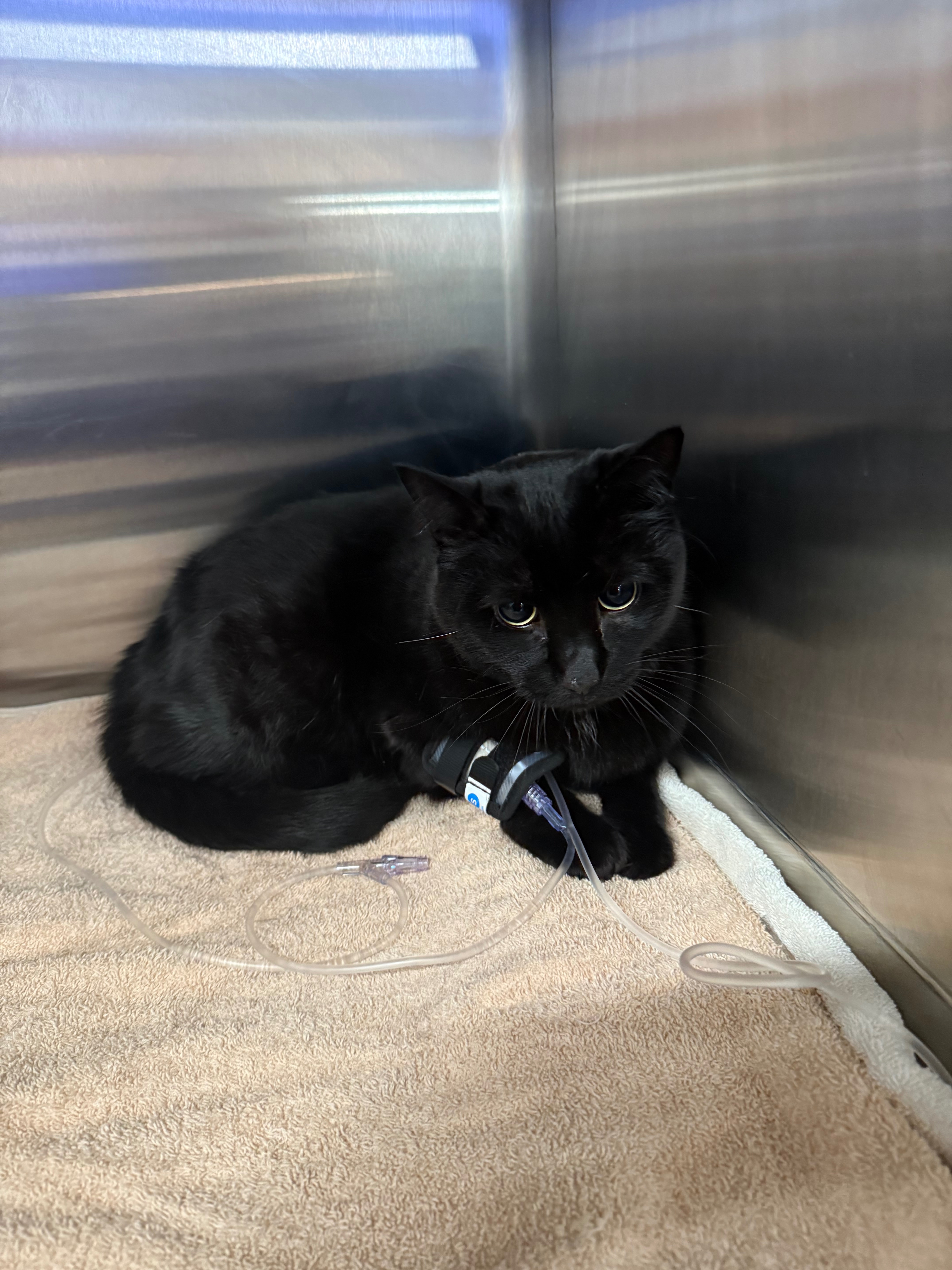 ❤️ Help Save Out Sweet Black Cat ❤️ campaign photo, 4 of 8