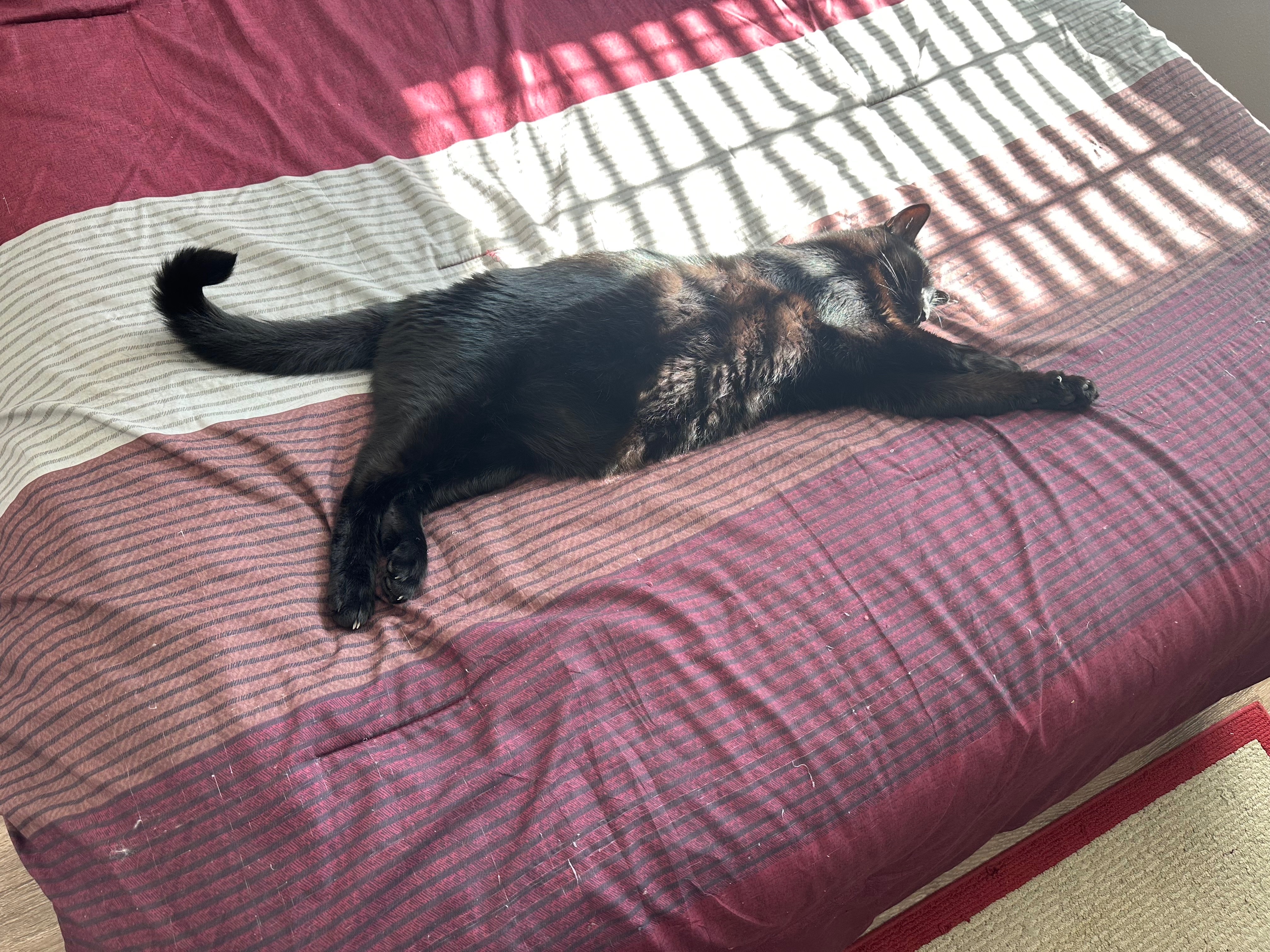 ❤️ Help Save Out Sweet Black Cat ❤️ campaign photo, 6 of 8