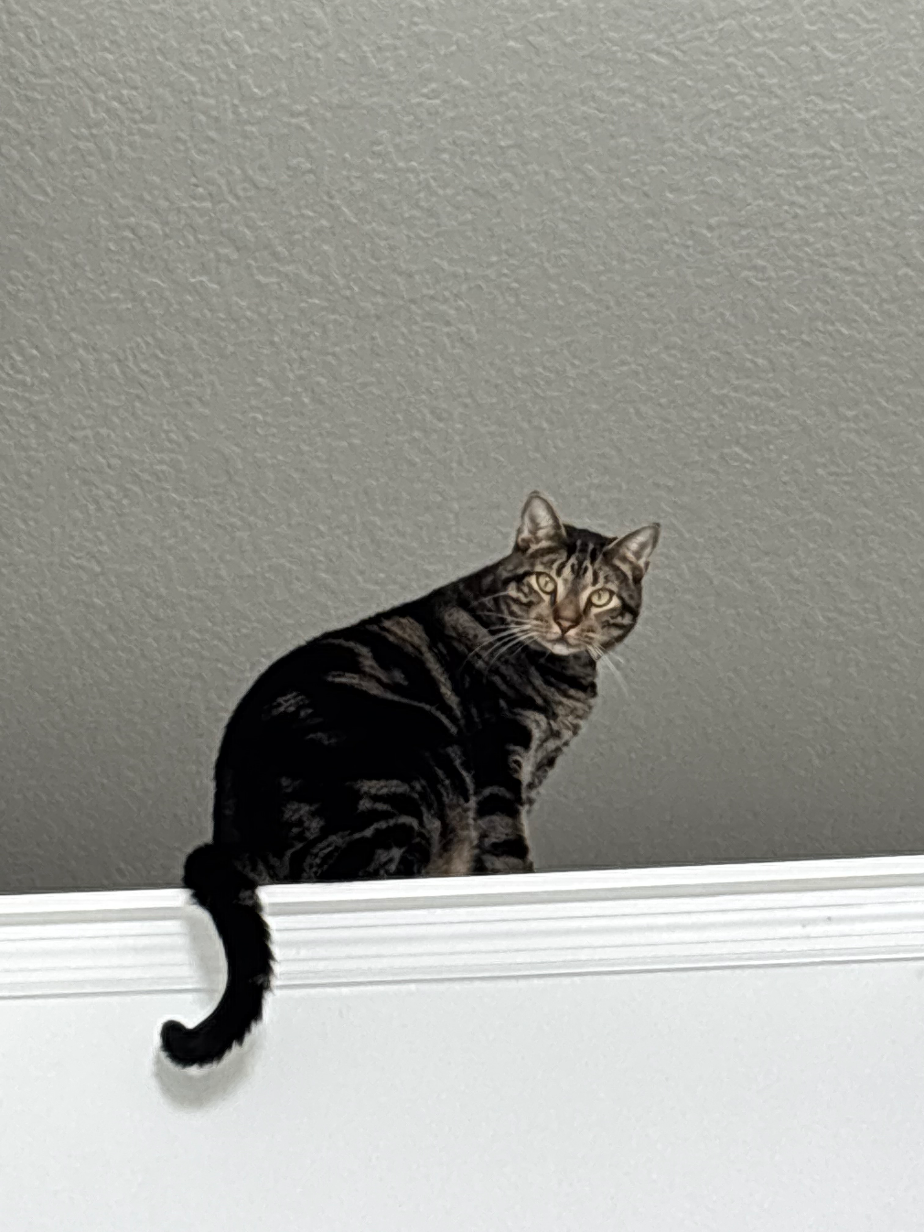 Support my Cat during tough times. campaign photo, 5 of 6