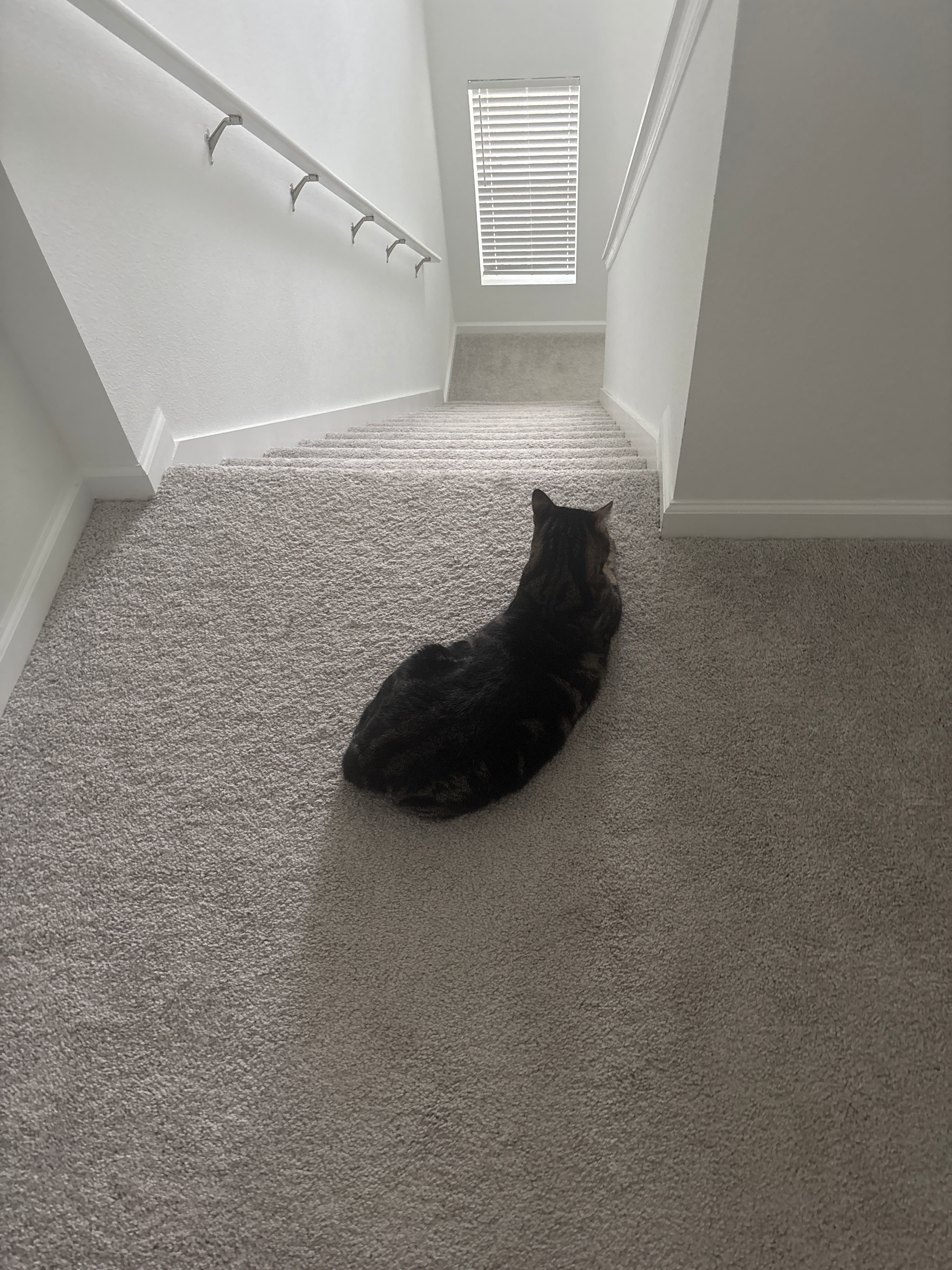 Support my Cat during tough times. campaign photo, 4 of 6