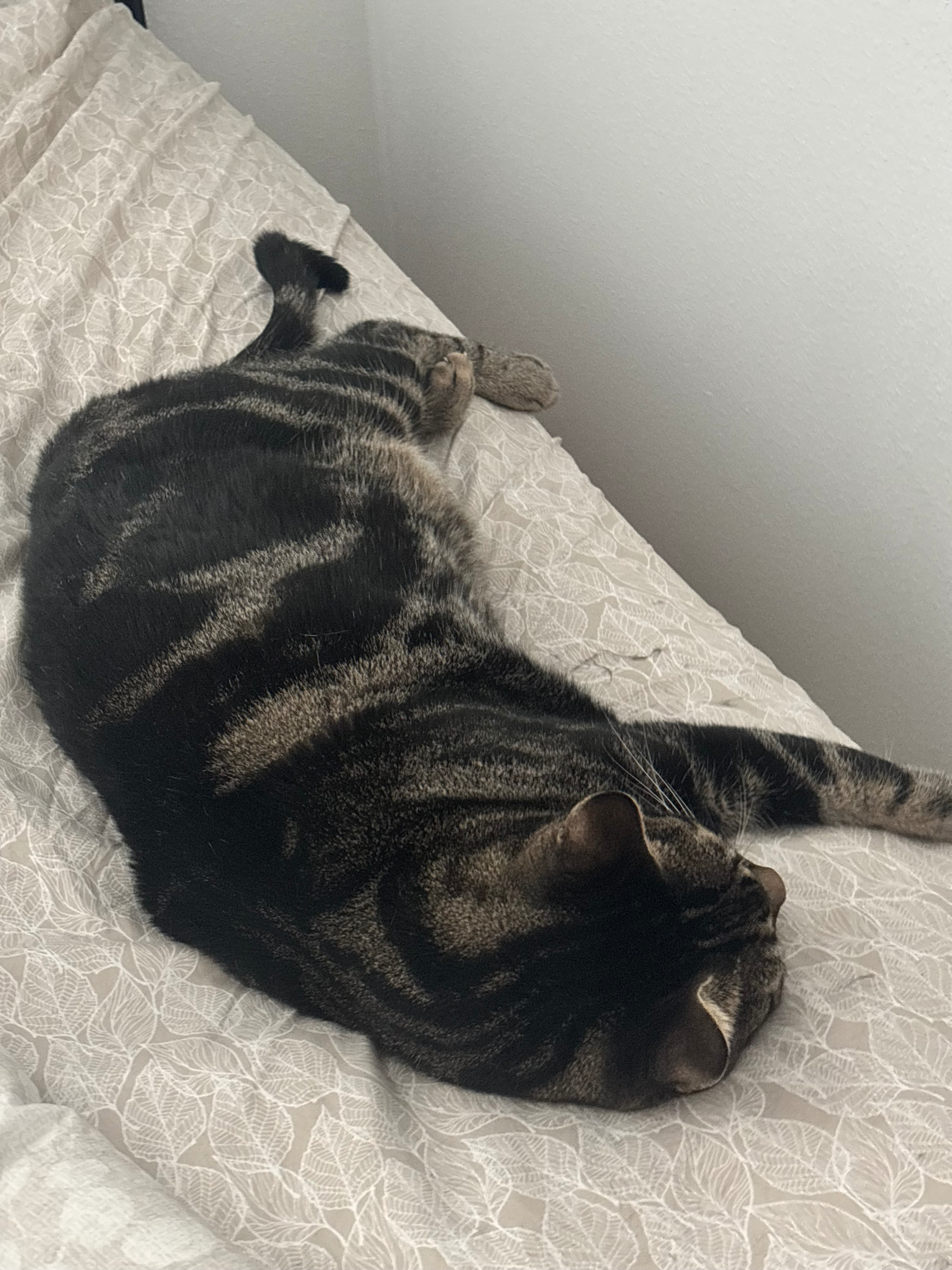 Support my Cat during tough times. campaign photo, 2 of 6