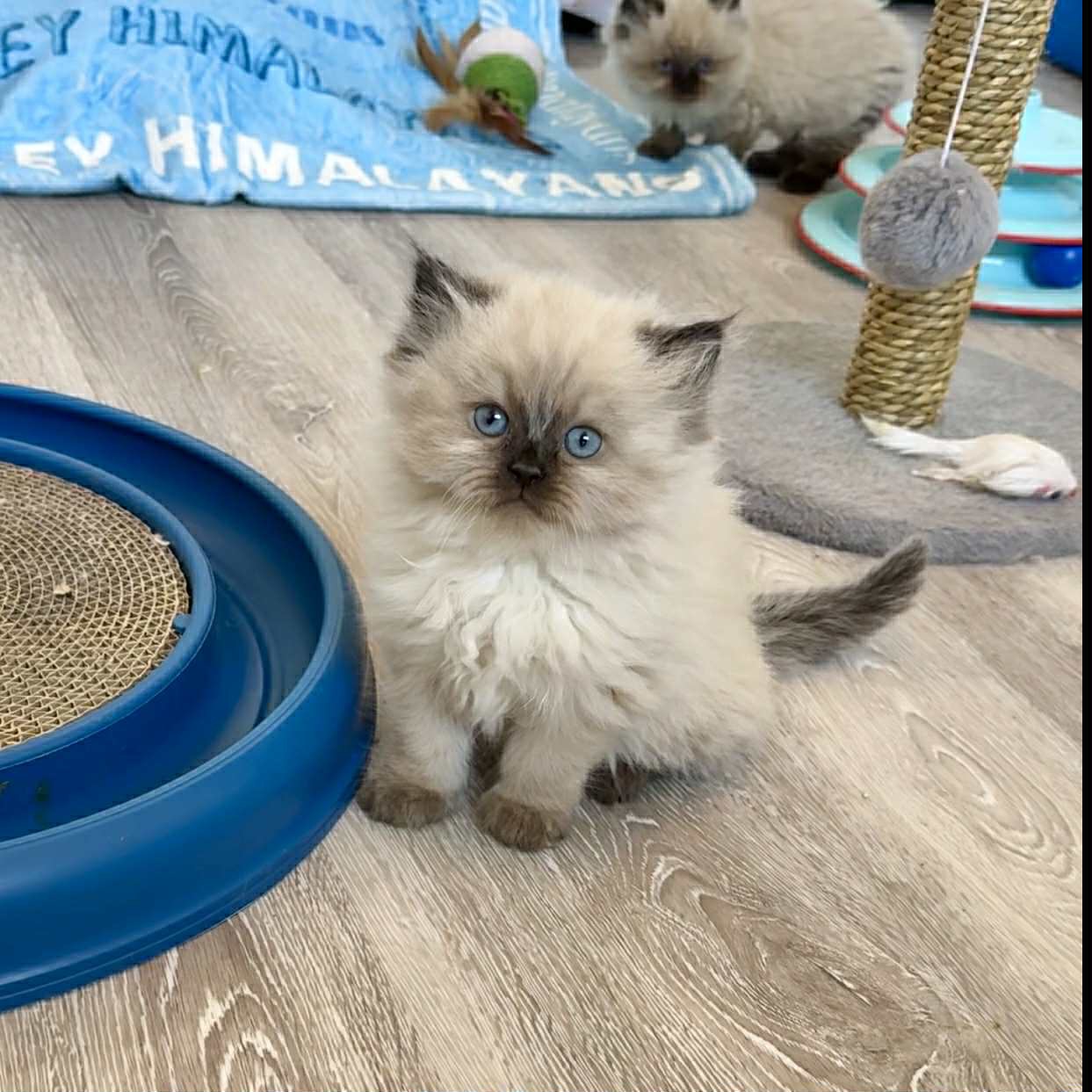 Help Bring a New ESA Kitten to Port Townsend campaign photo, 2 of 4