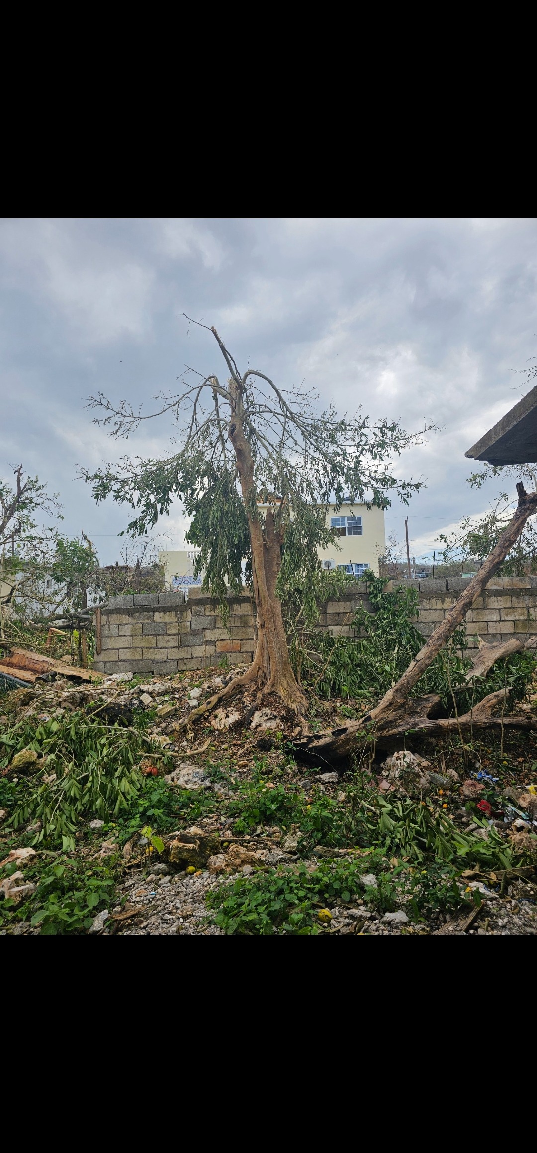 Please help my family in Jamaica rebuild after the hurricane campaign photo, 2 of 8