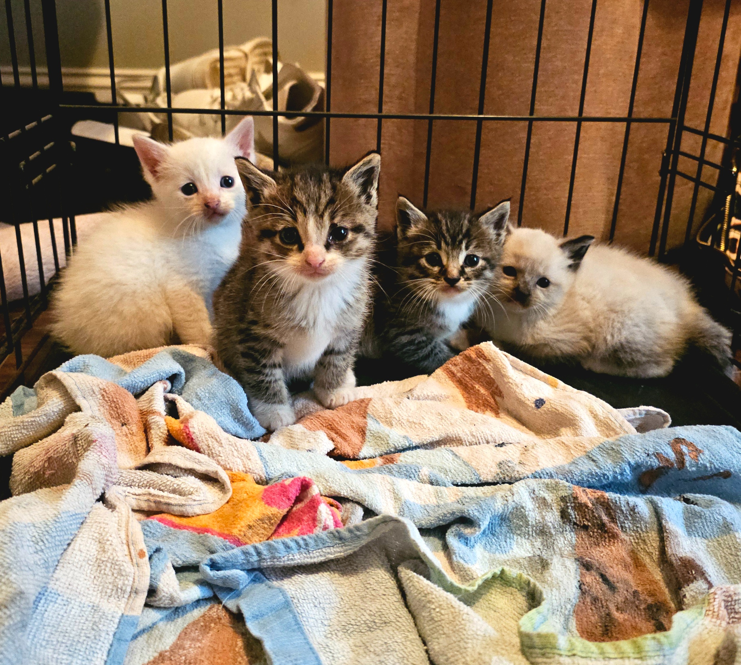 Support an 11 Year Old's Mission to Help Local Feral Cats. campaign photo, 2 of 8