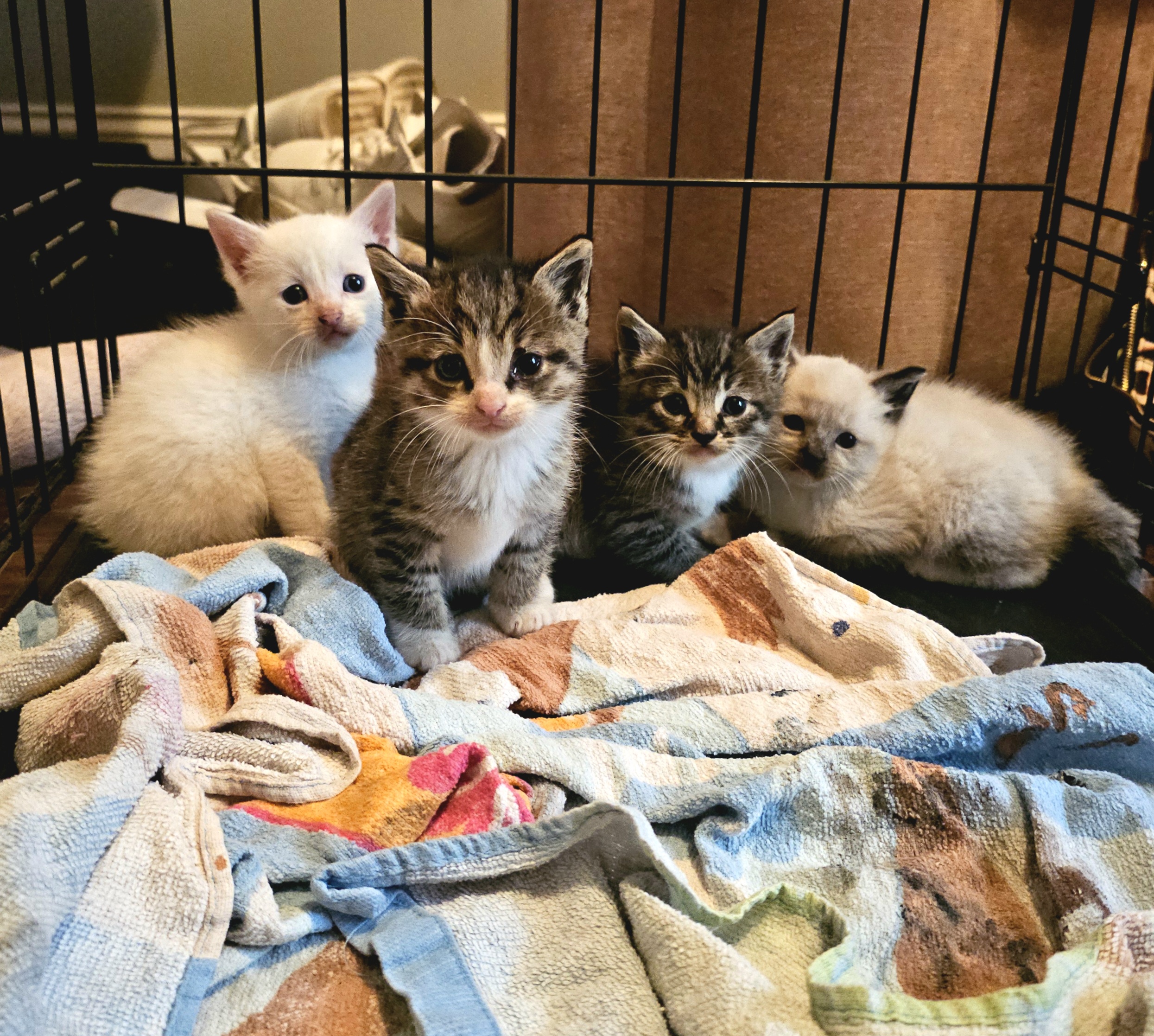 Support an 11 Year Old's Mission to Help Local Feral Cats. campaign photo, 6 of 8