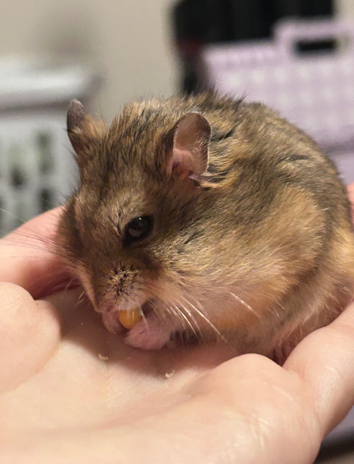 Save Chicken and Waffles from Painful Teeth campaign photo, 5 of 6