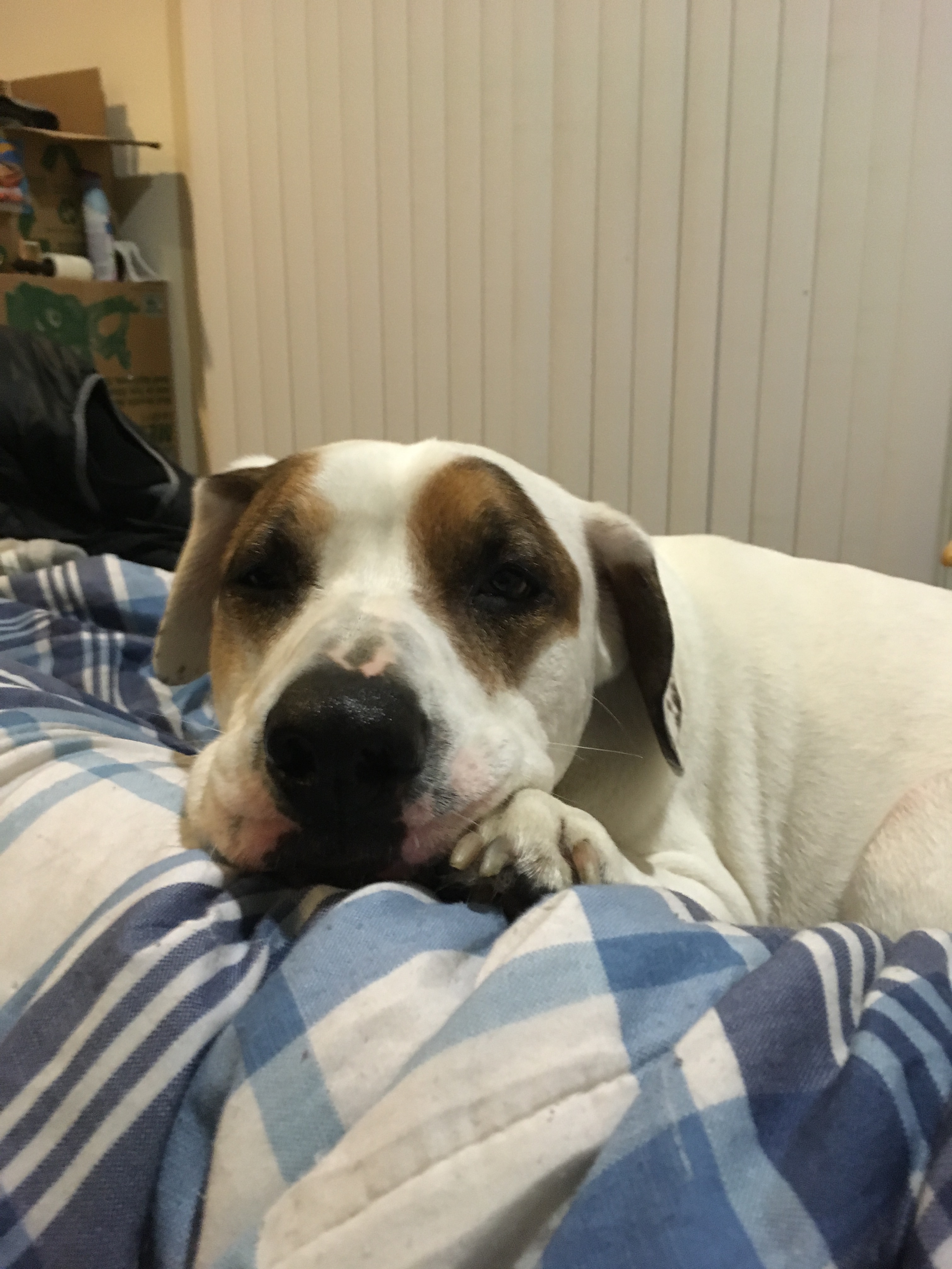 Please save Bandit’s life with laryngeal paralysis surgery! campaign photo, 6 of 7