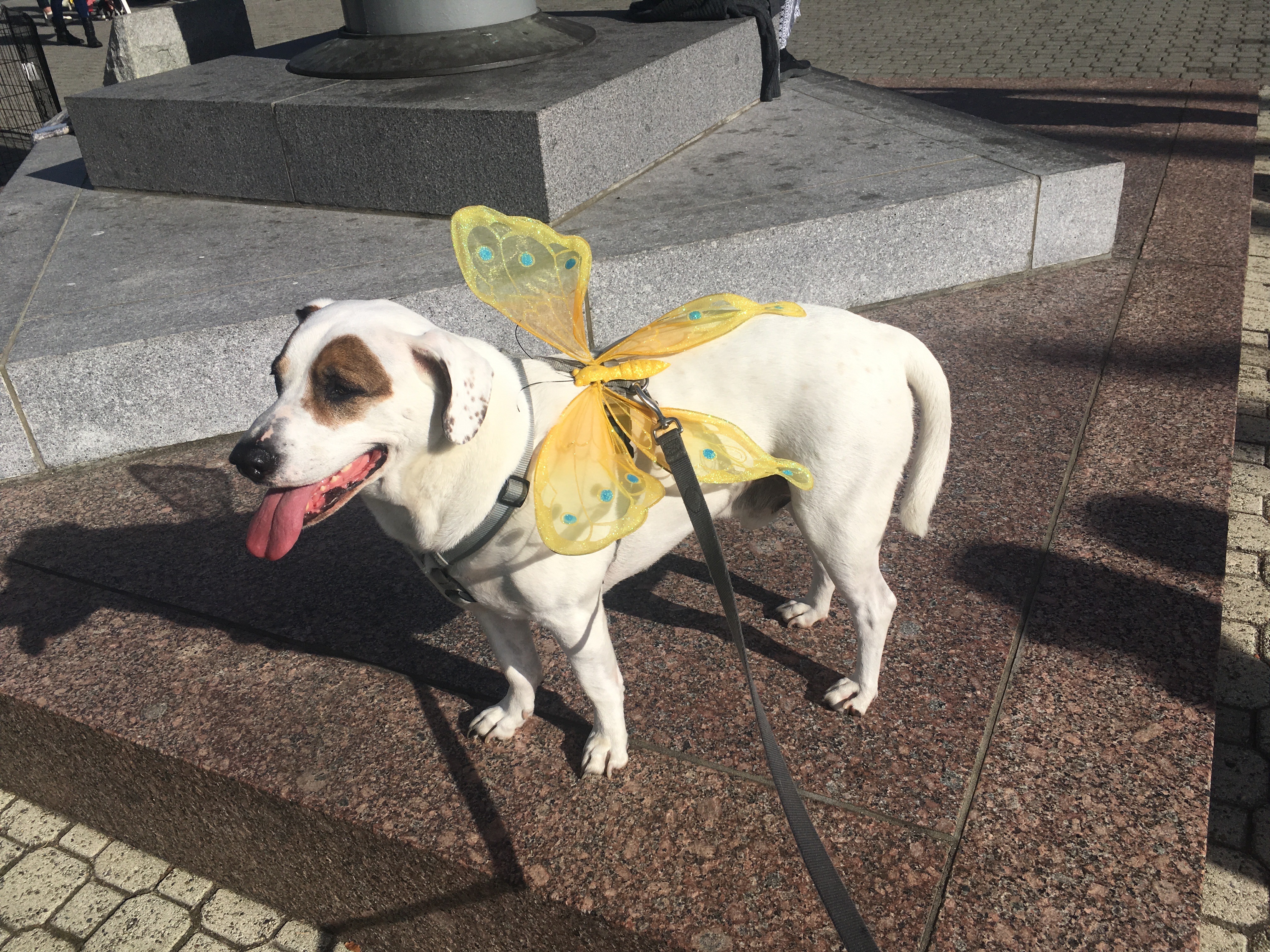 Please save Bandit’s life with laryngeal paralysis surgery! campaign photo, 2 of 7