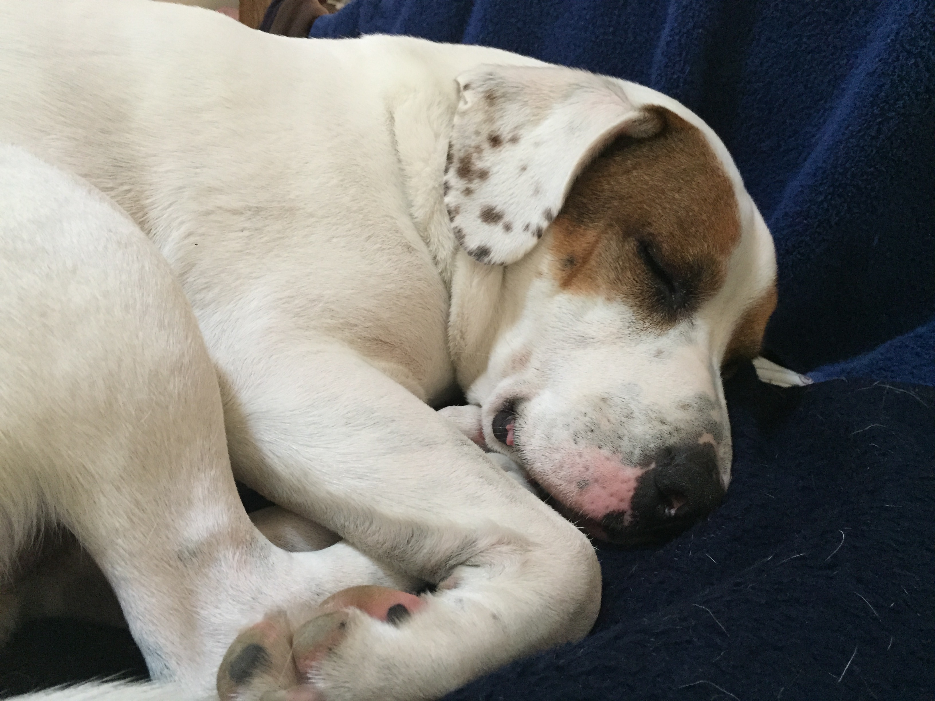 Please save Bandit’s life with laryngeal paralysis surgery! campaign photo, 5 of 7