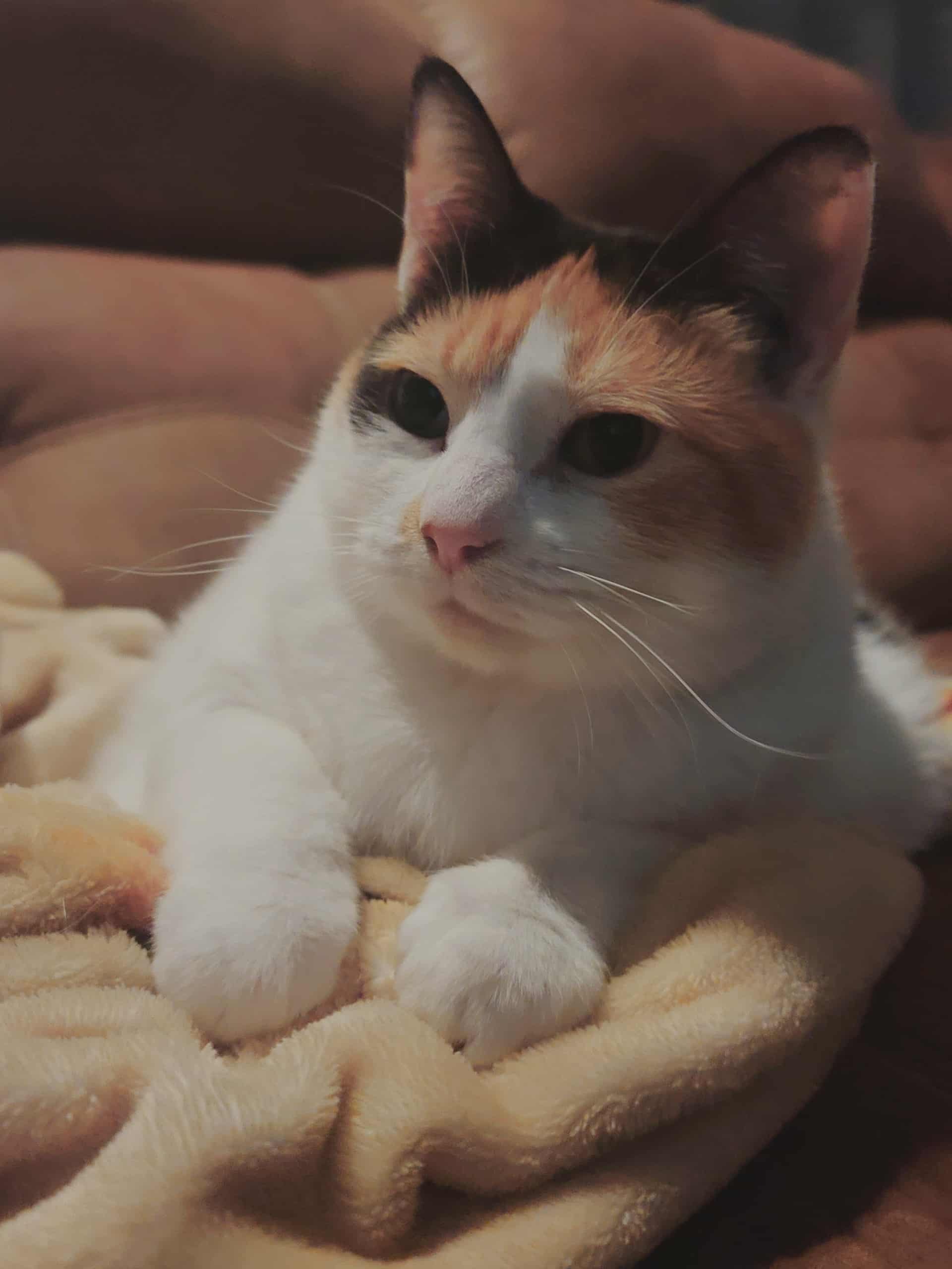 Help Precious Get the Surgery She Deserves campaign photo, 7 of 8