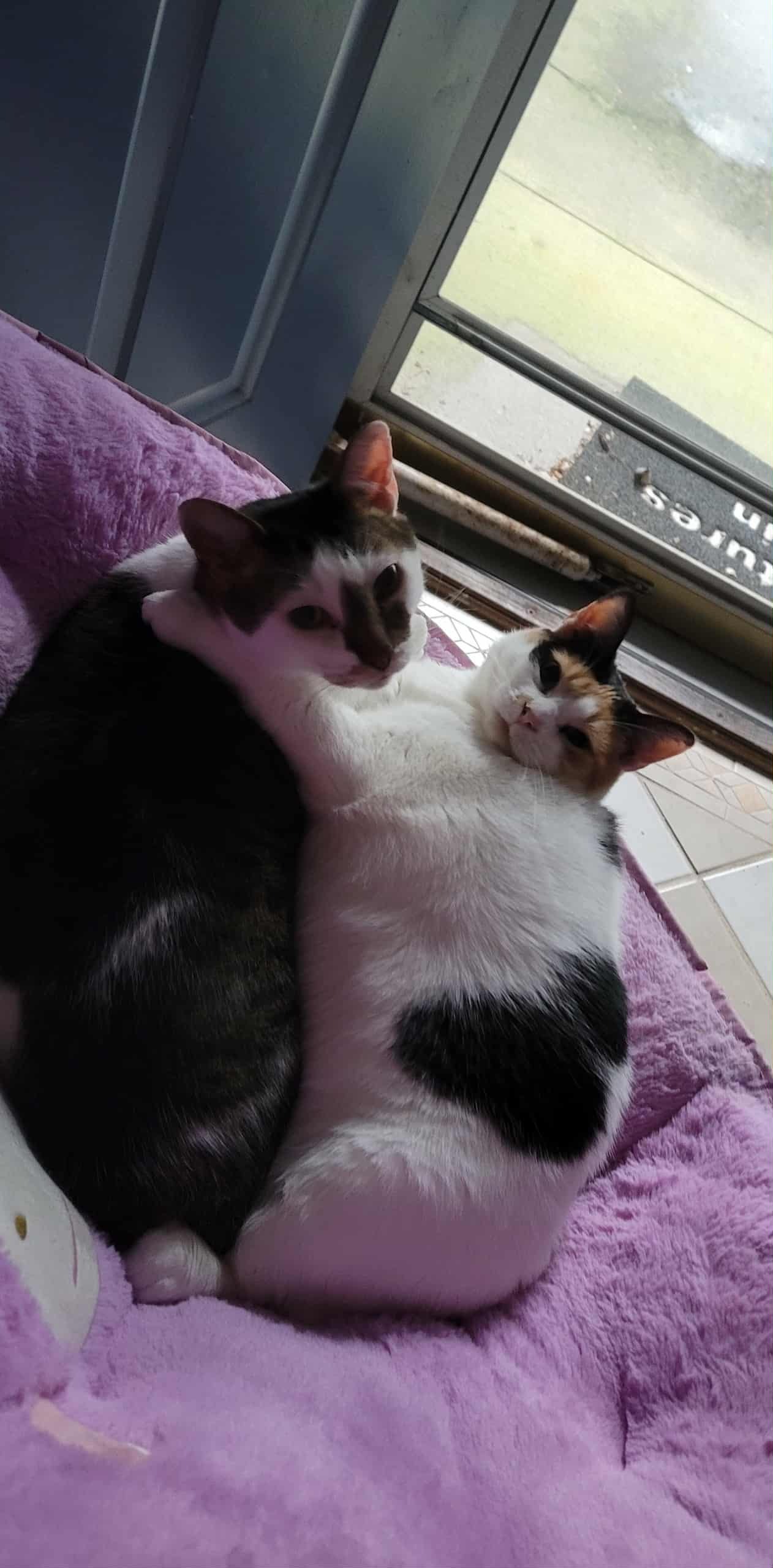 Help Precious Get the Surgery She Deserves campaign photo, 4 of 8