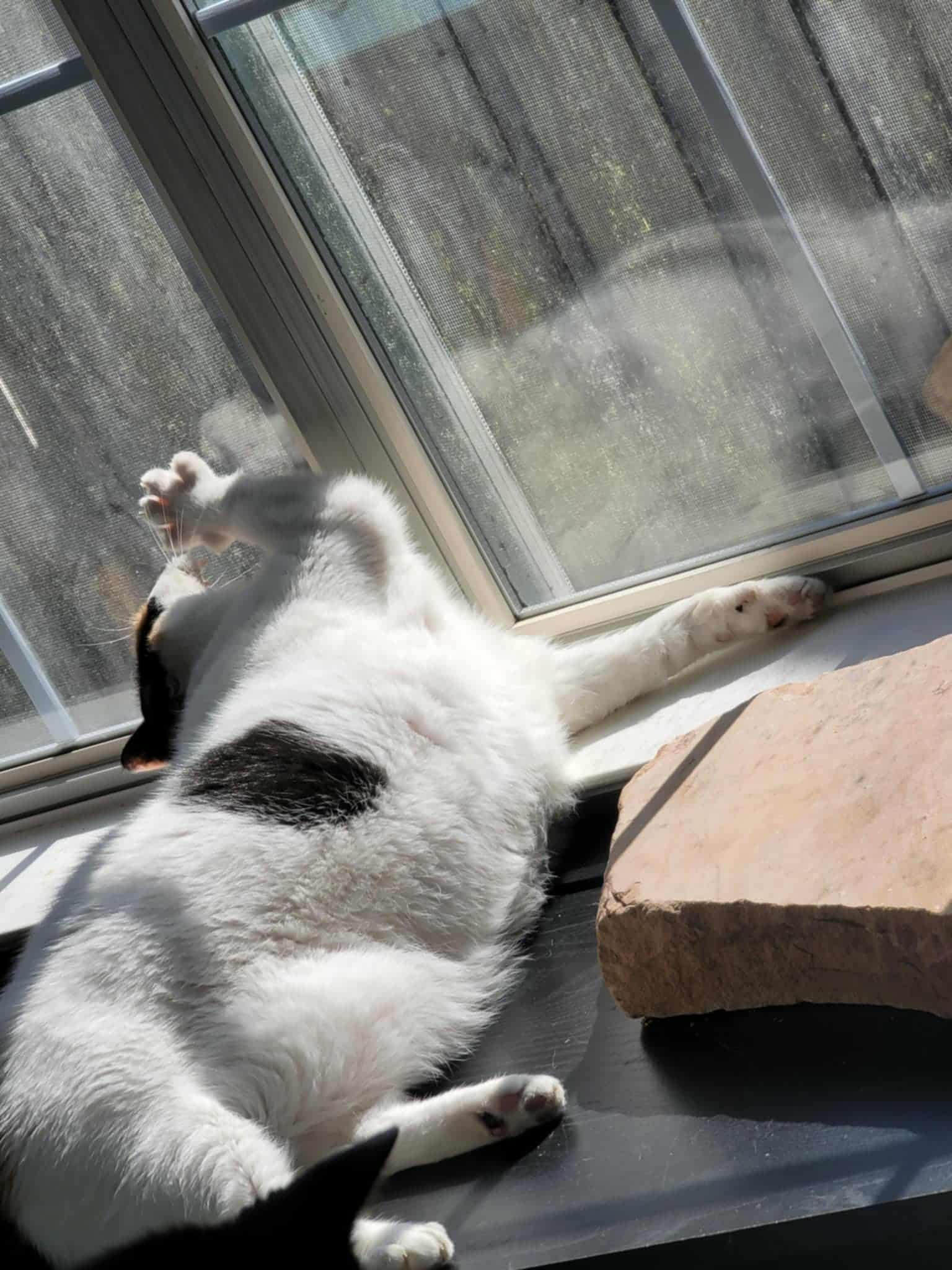 Help Precious Get the Surgery She Deserves campaign photo, 5 of 8