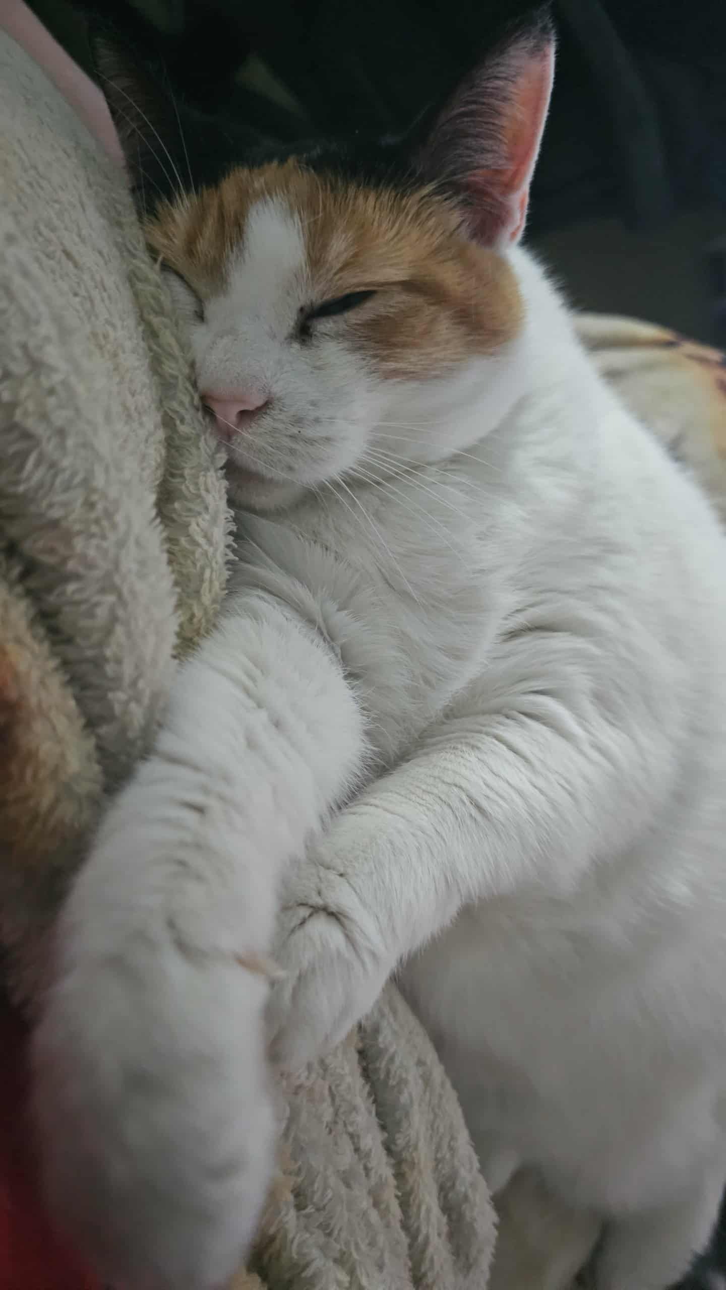 Help Precious Get the Surgery She Deserves campaign photo, 6 of 8