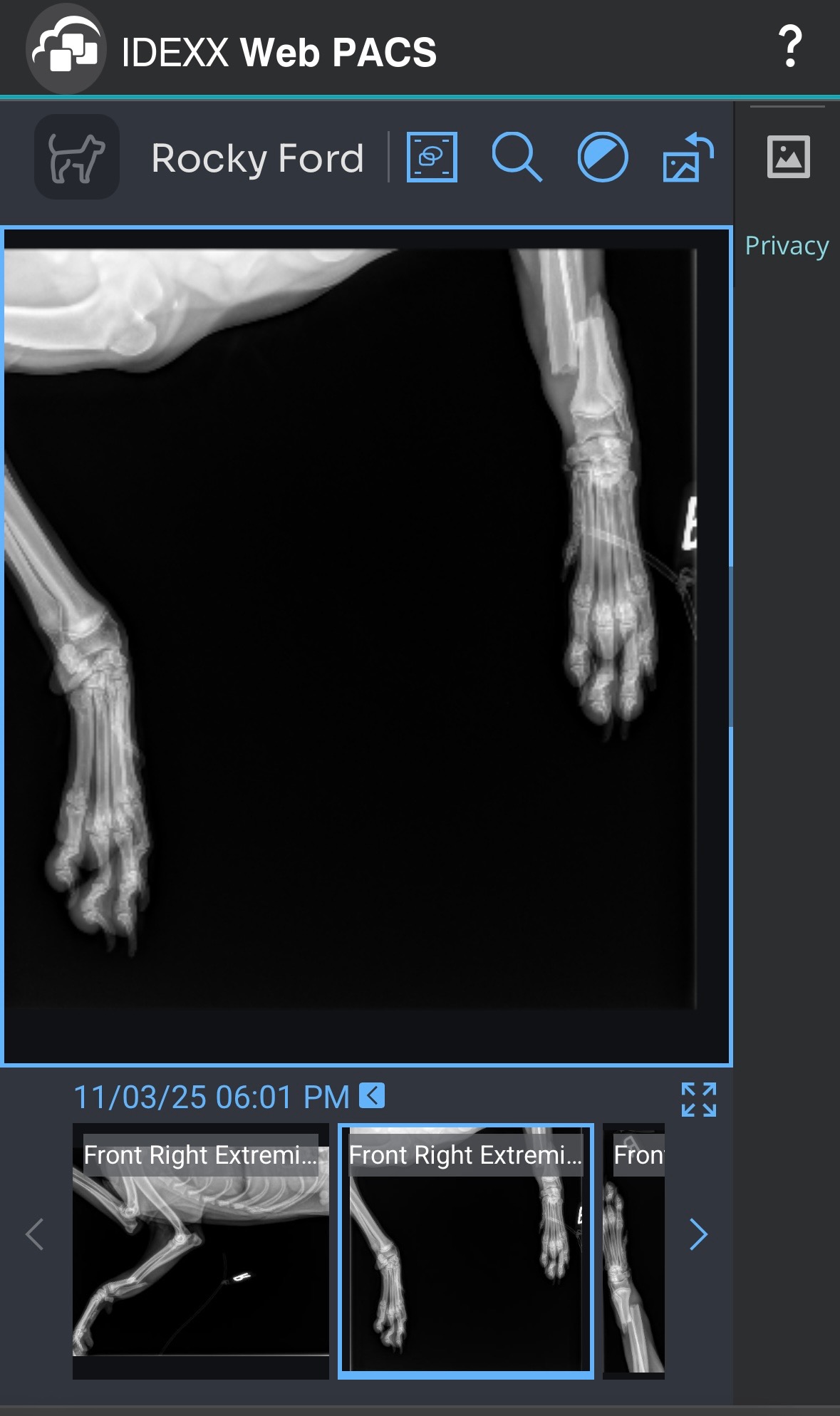 Help Save Rocky's Leg: Urgent Medical Fund campaign photo, 7 of 8