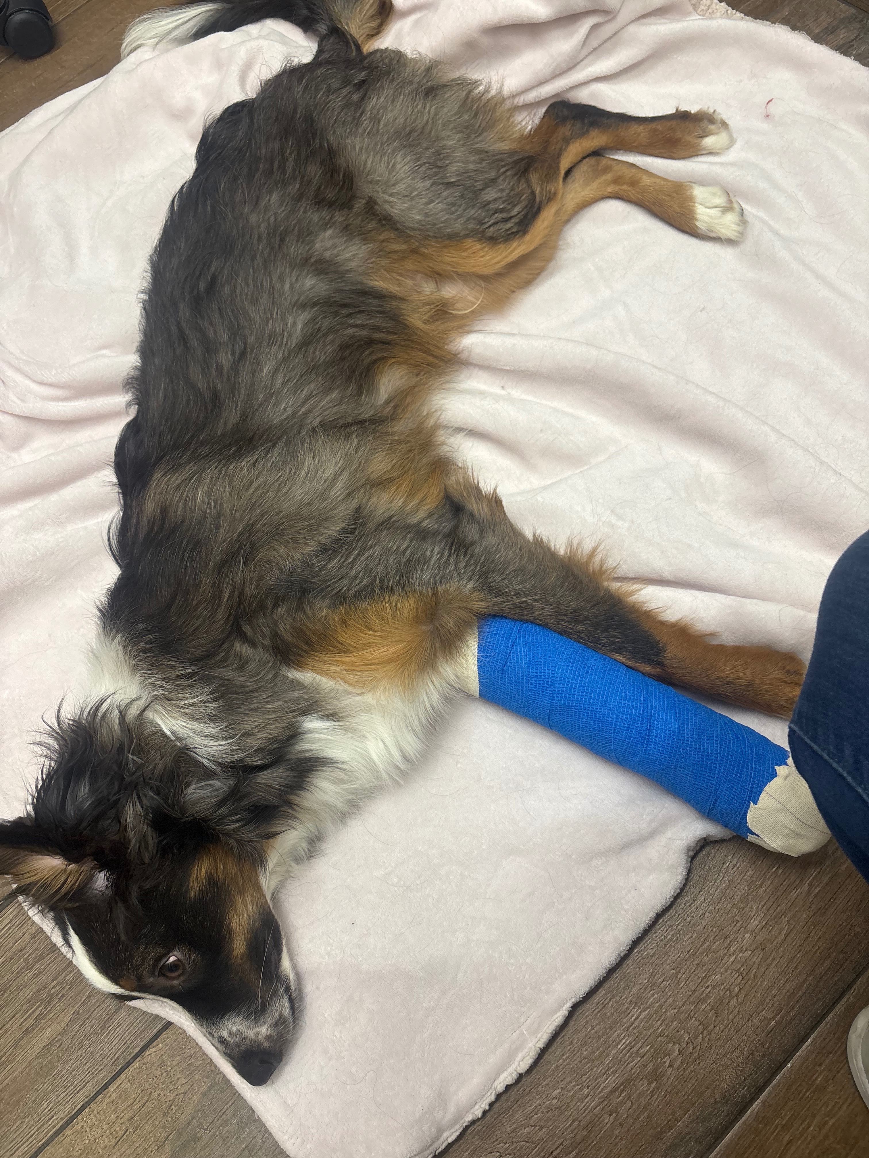 Help Save Rocky's Leg: Urgent Medical Fund campaign photo, 4 of 8
