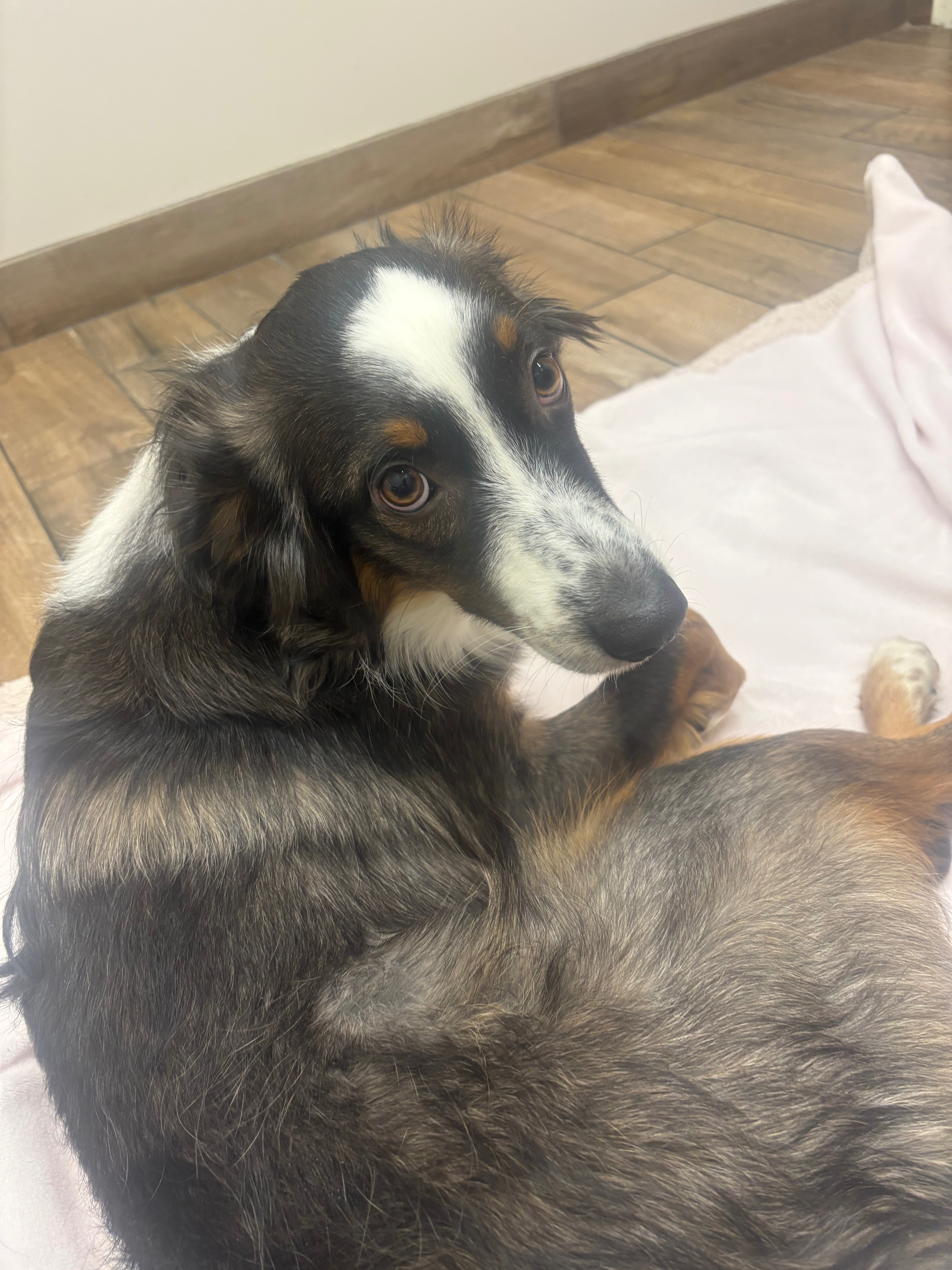Help Save Rocky's Leg: Urgent Medical Fund campaign photo, 5 of 8