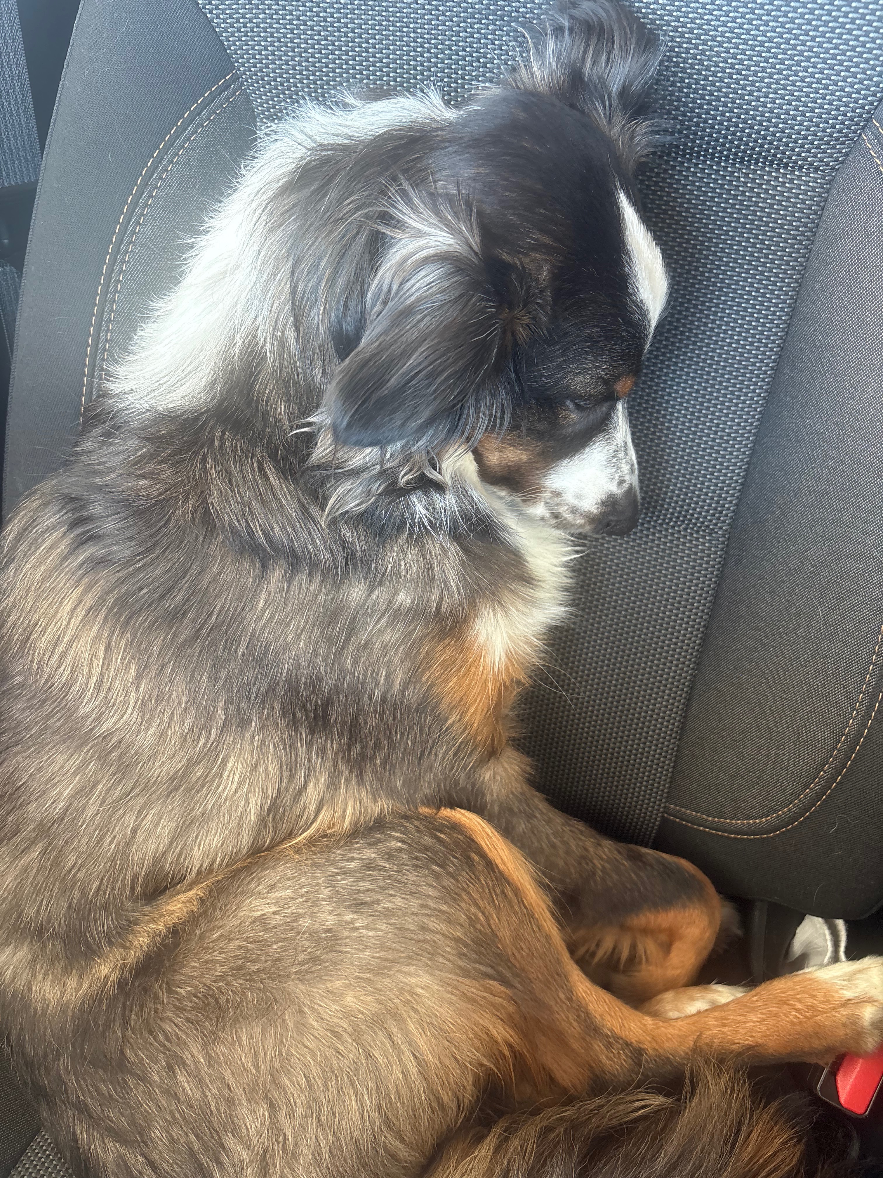 Help Save Rocky's Leg: Urgent Medical Fund campaign photo, 6 of 8