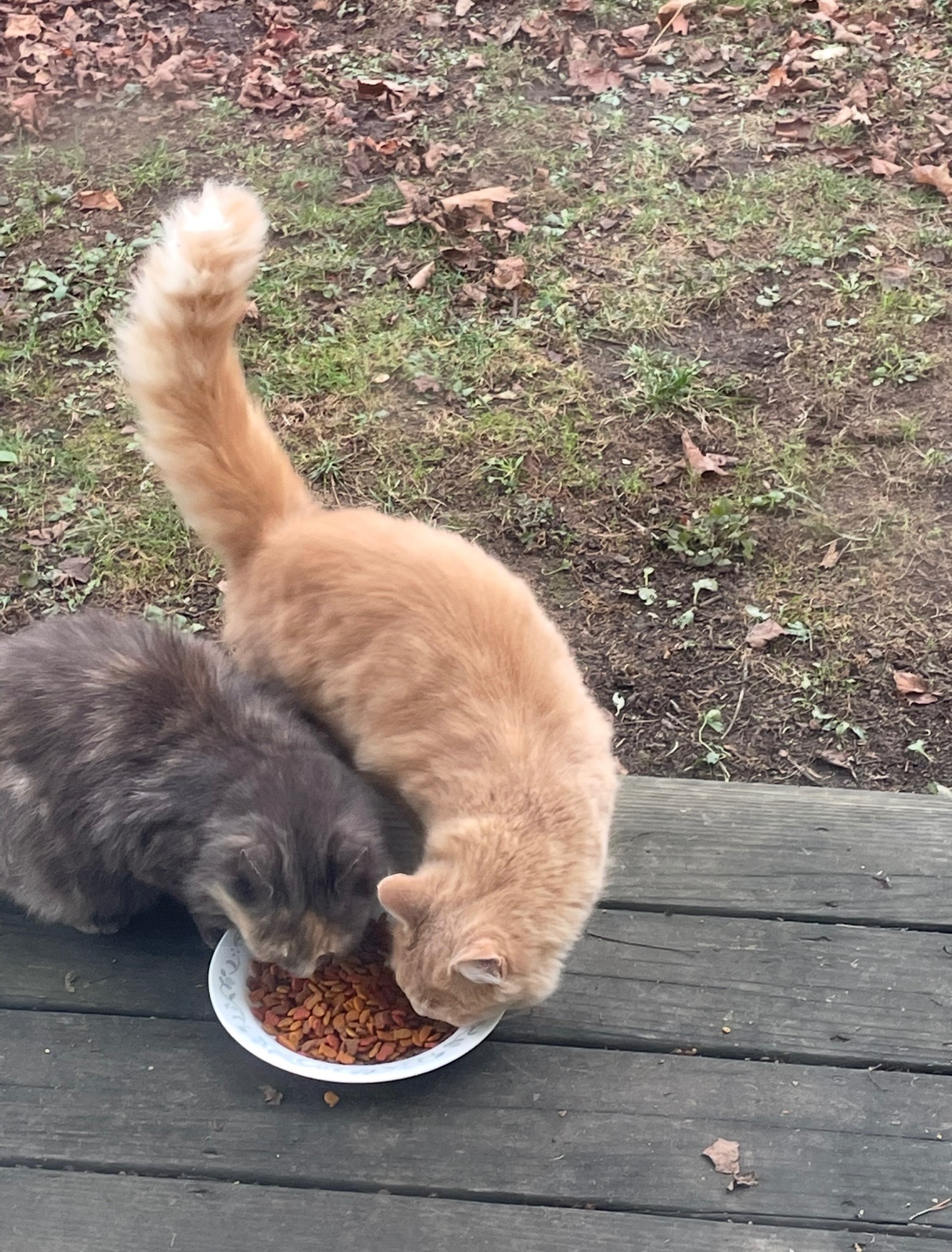 Support Kittens and Cats in Need campaign photo, 2 of 4
