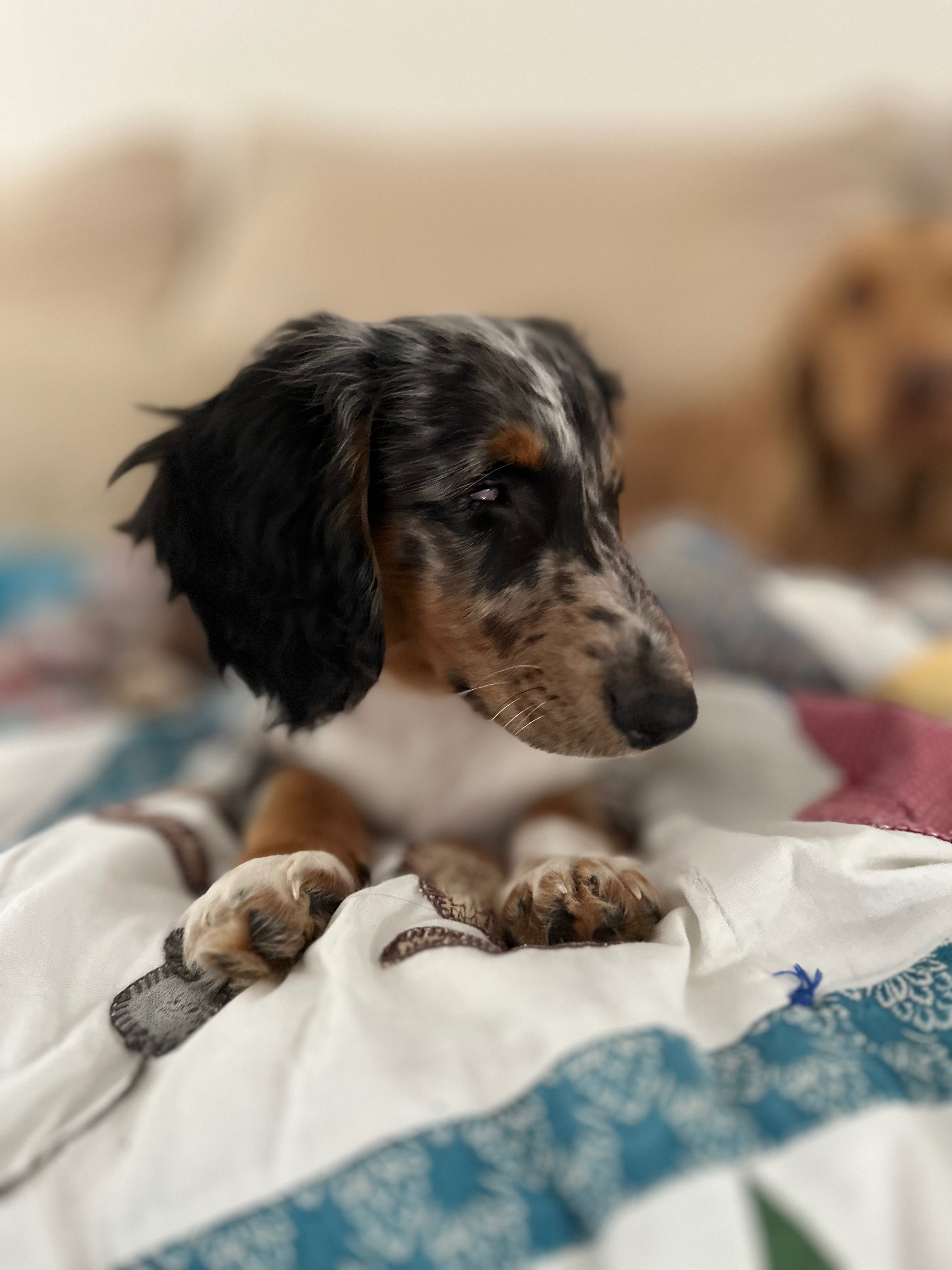 Suki’s Sight Surgery Fund campaign photo, 6 of 7