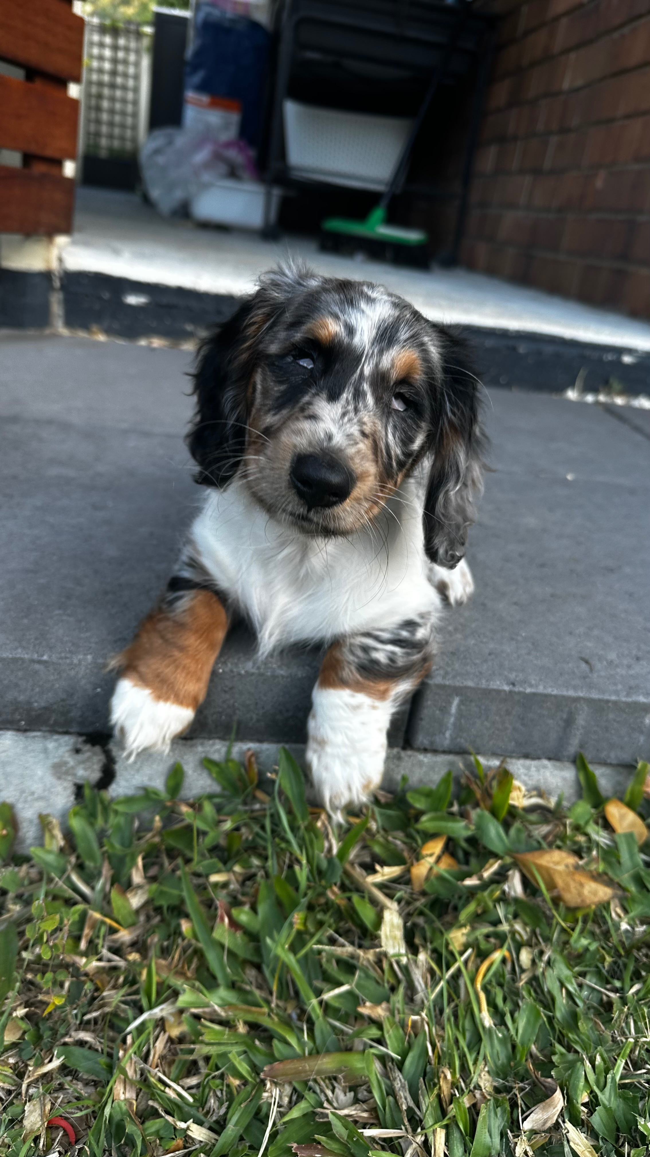 Suki’s Sight Surgery Fund campaign photo, 2 of 7