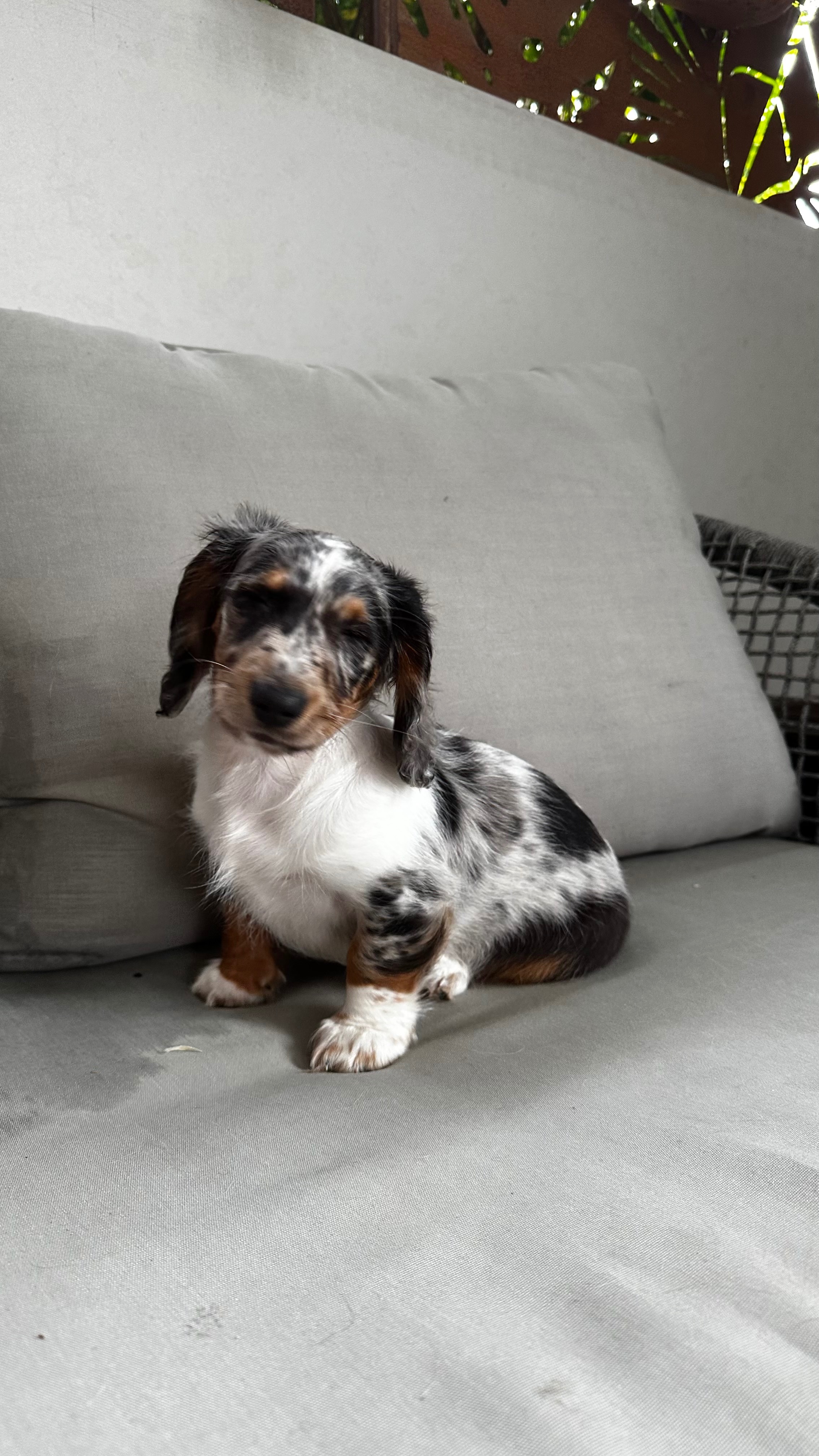 Suki’s Sight Surgery Fund campaign photo, 4 of 7