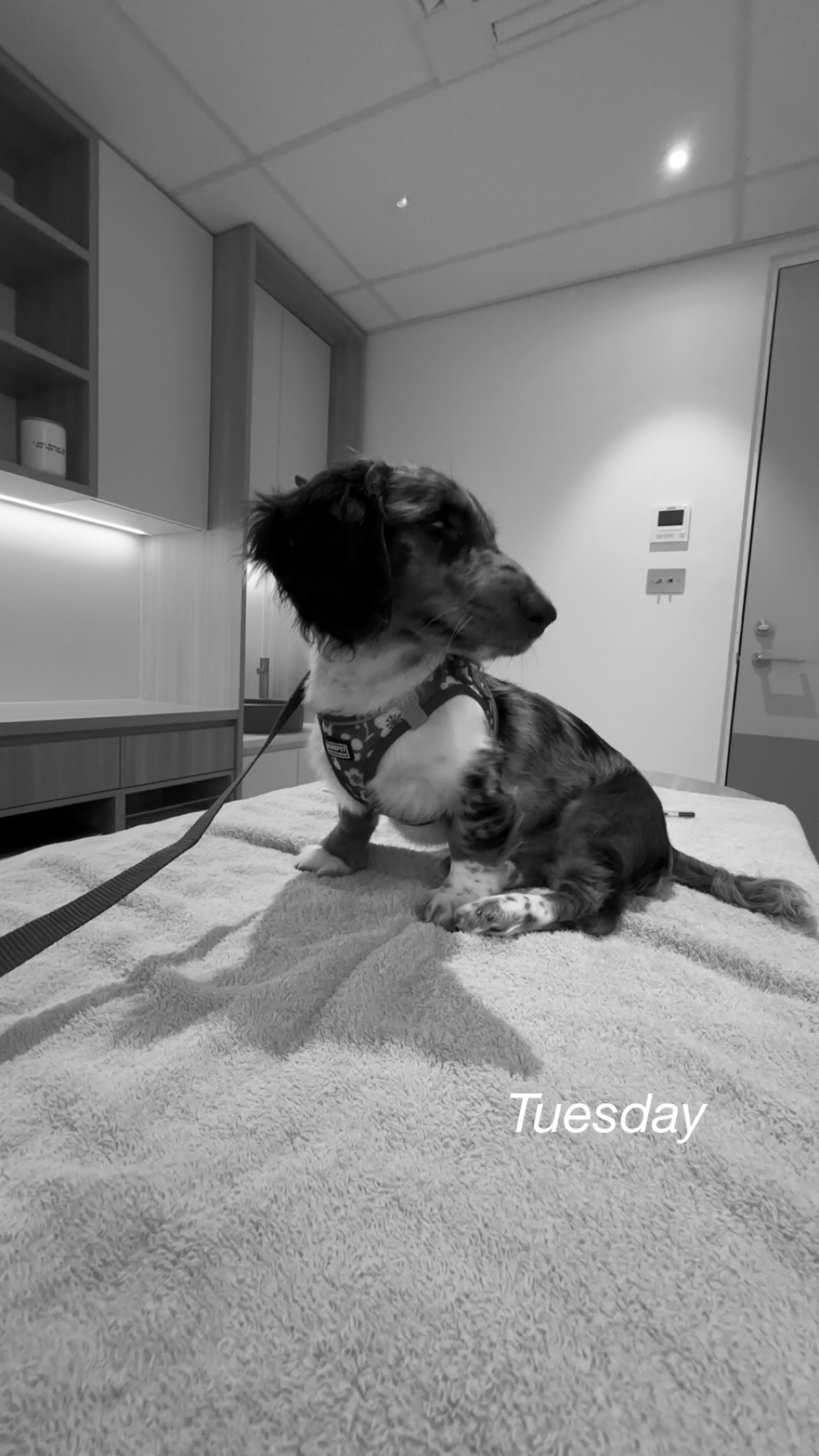 Suki’s Sight Surgery Fund campaign photo, 5 of 7