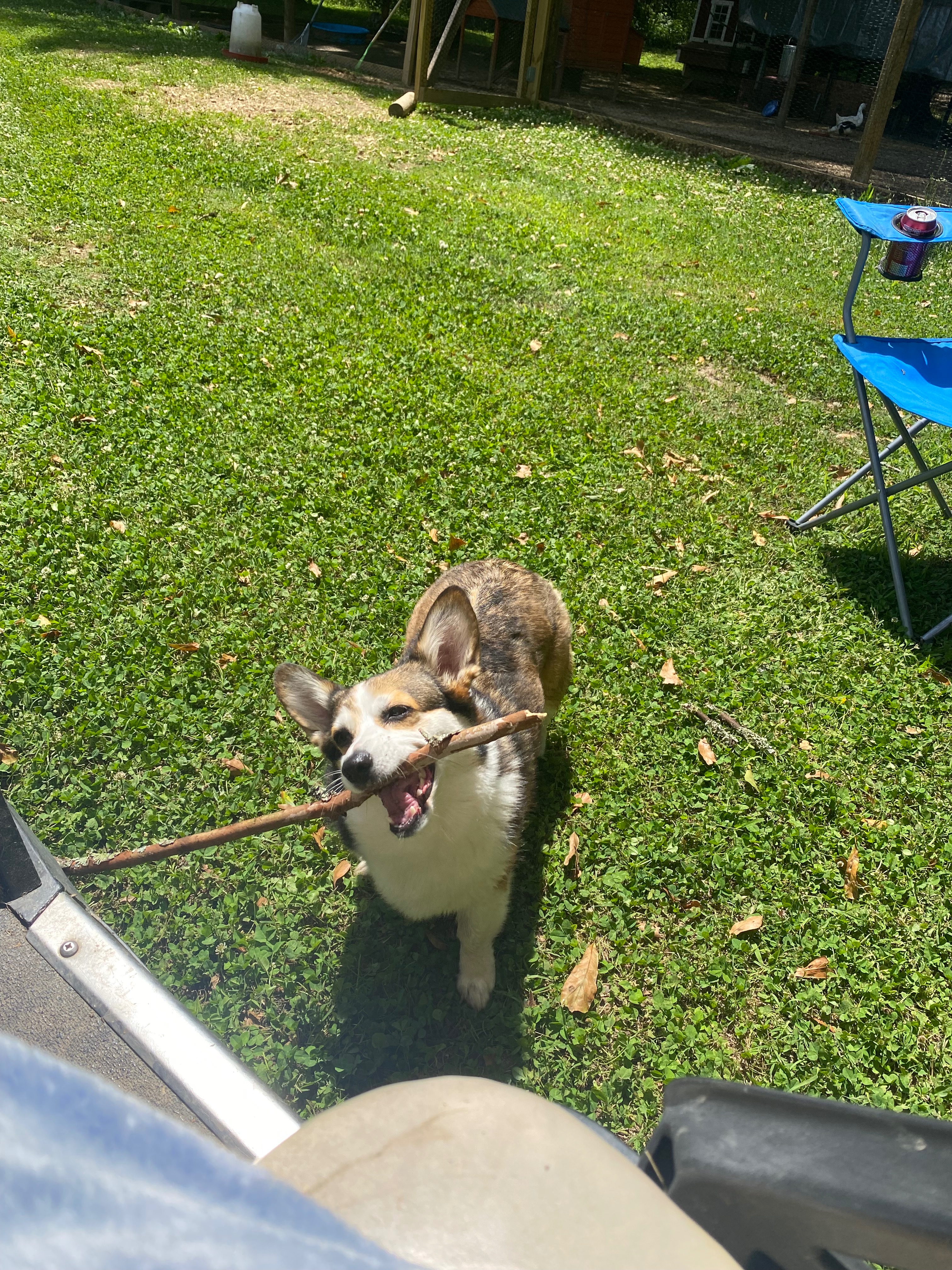 Help Emily's Dog EVILS Walk Again campaign photo, 4 of 6