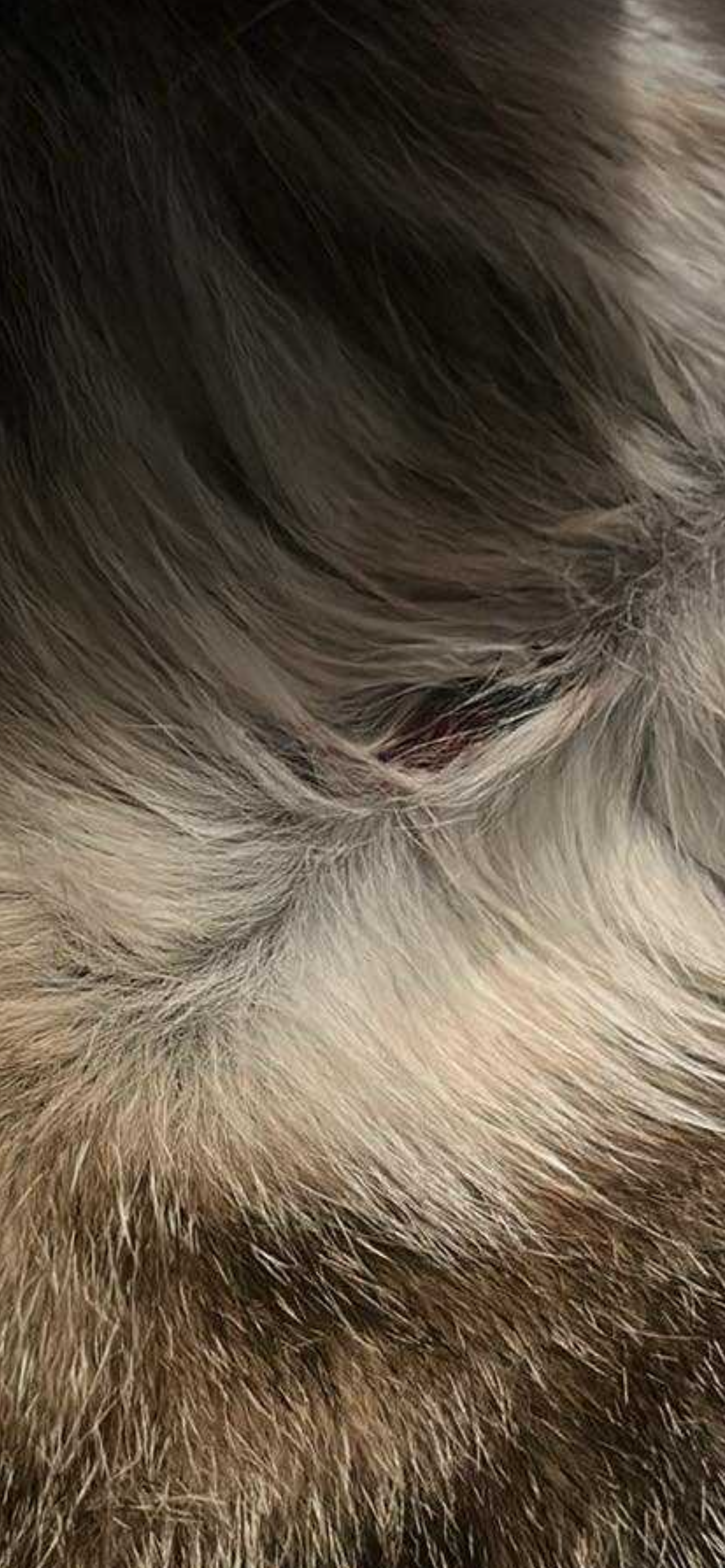 Save Lupin: Emergency Medical Fund campaign photo, 7 of 8