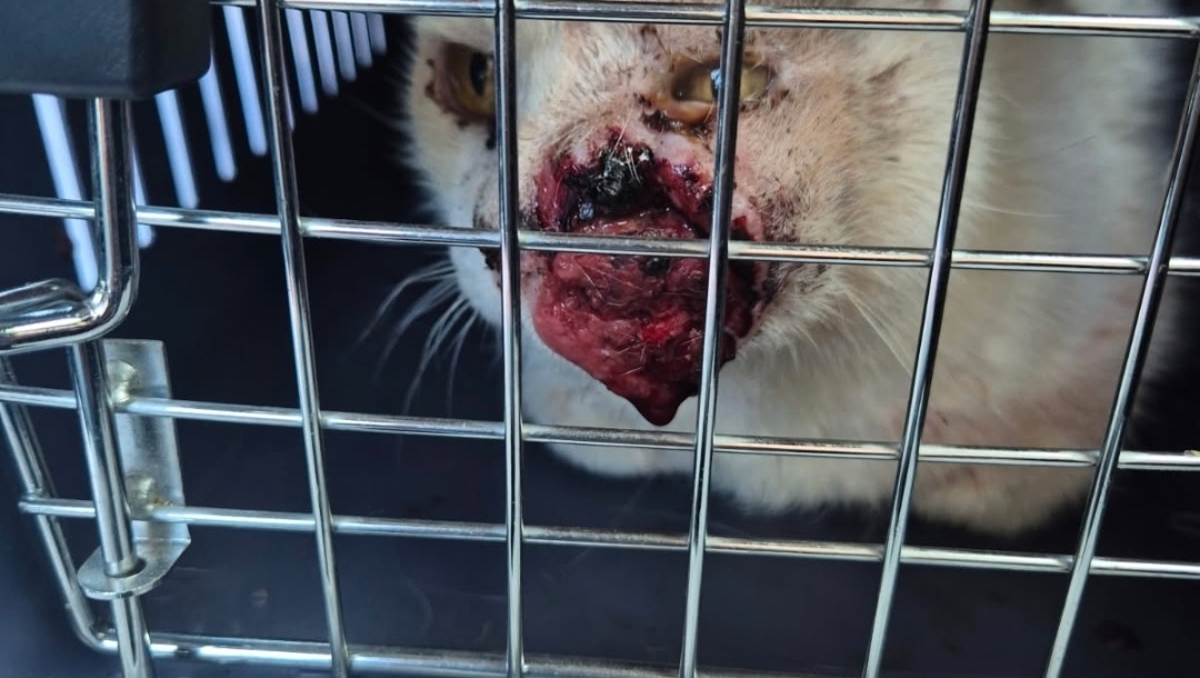 Cancer treatment for Rambo