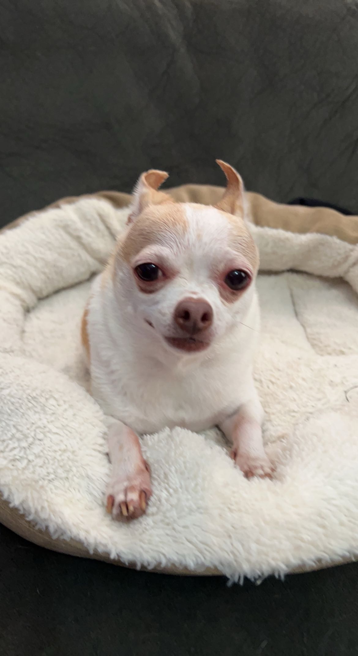 Support Pupper's Surgery for a Pain-Free Life campaign photo, 6 of 7