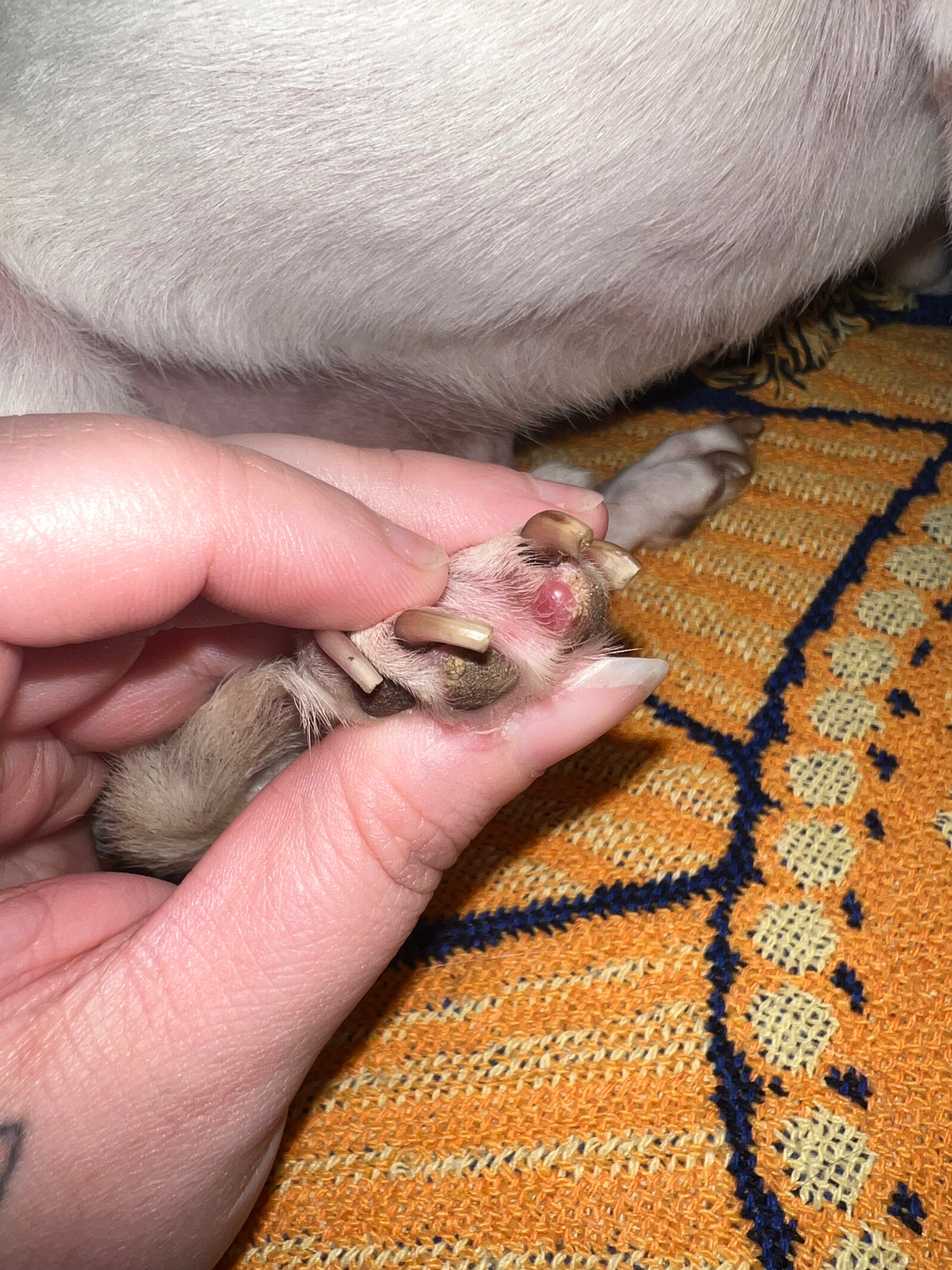 Support Pupper's Surgery for a Pain-Free Life campaign photo, 2 of 7