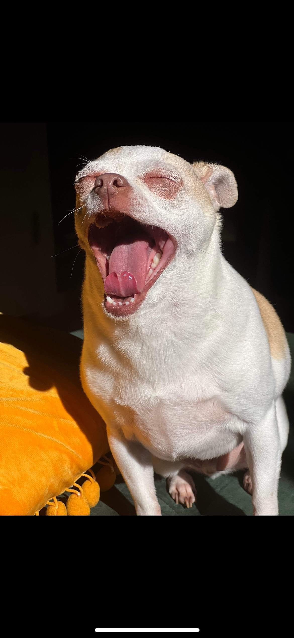 Support Pupper's Surgery for a Pain-Free Life campaign photo, 5 of 7