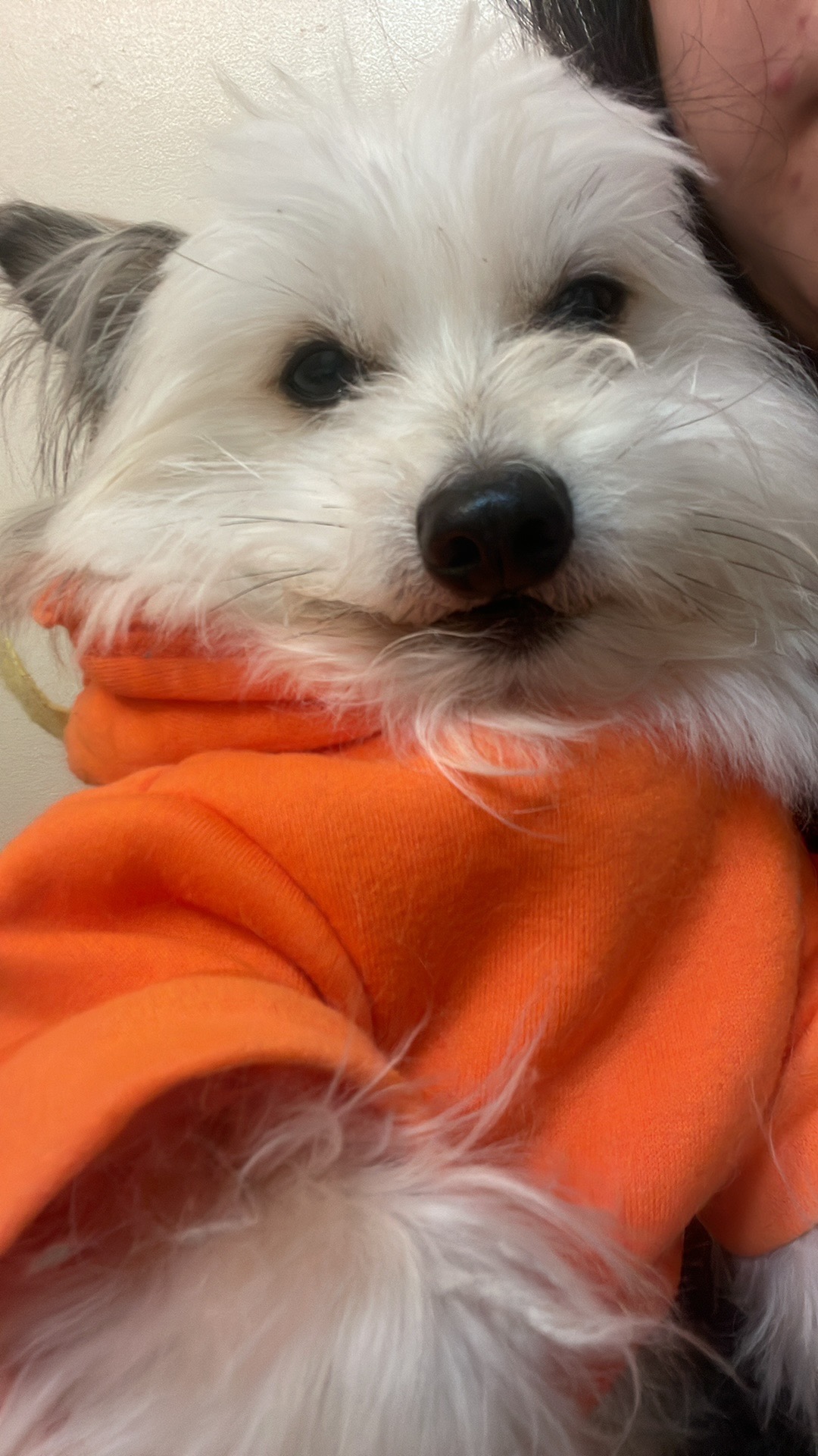 Support Boba's Life-Saving Surgery campaign photo, 5 of 6