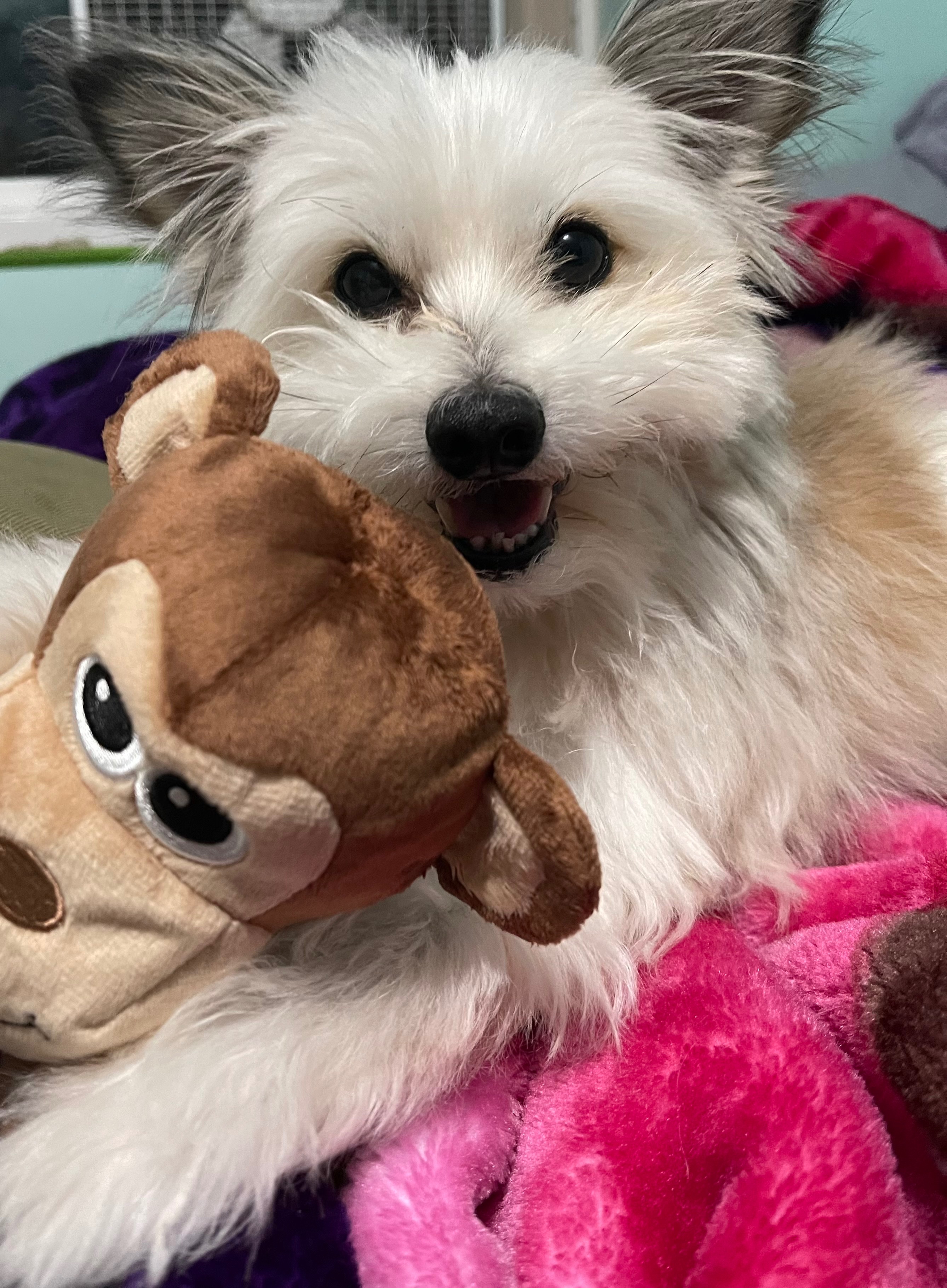 Support Boba's Life-Saving Surgery campaign photo, 2 of 6