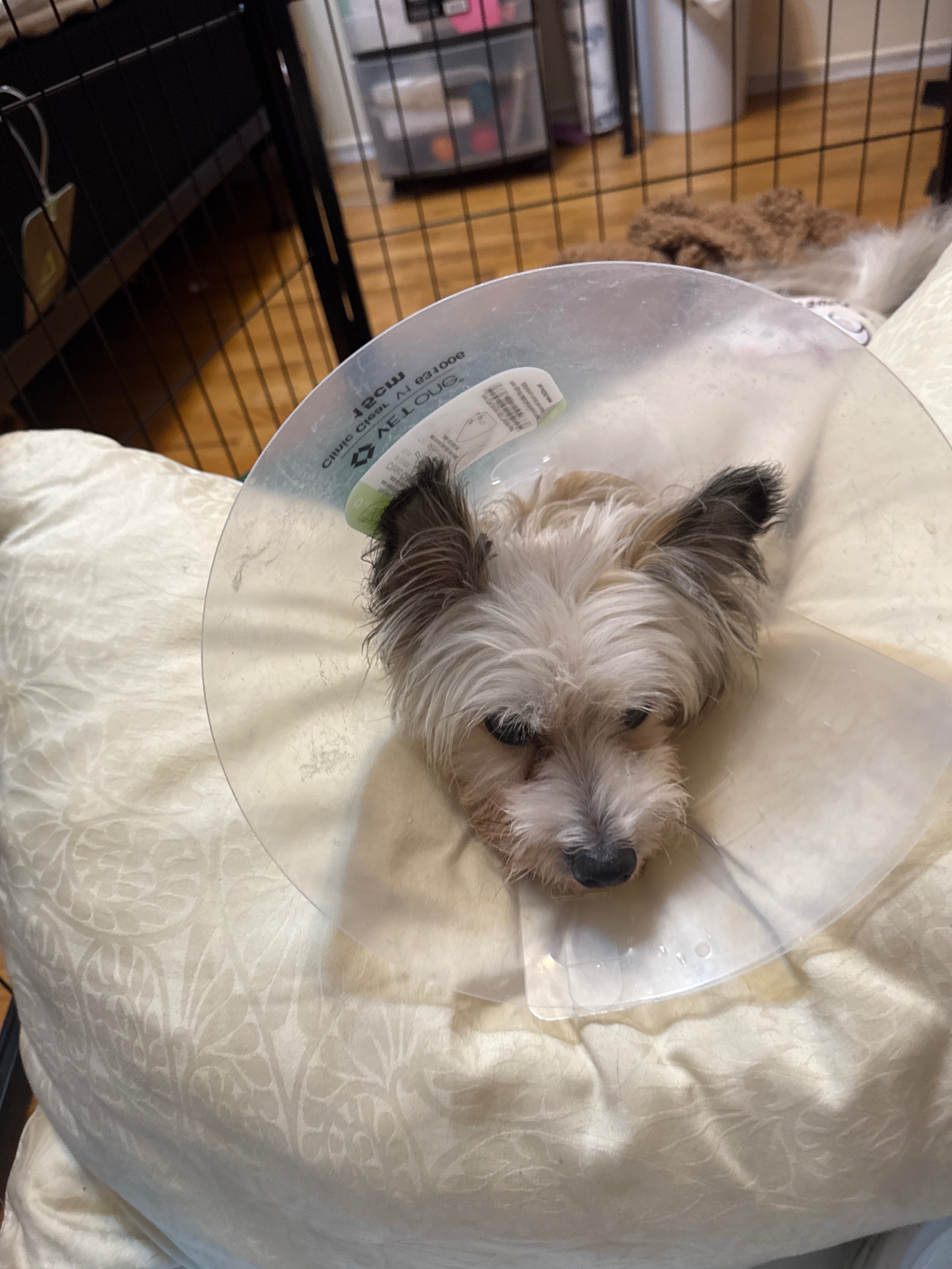 Support Boba's Life-Saving Surgery campaign photo, 4 of 6