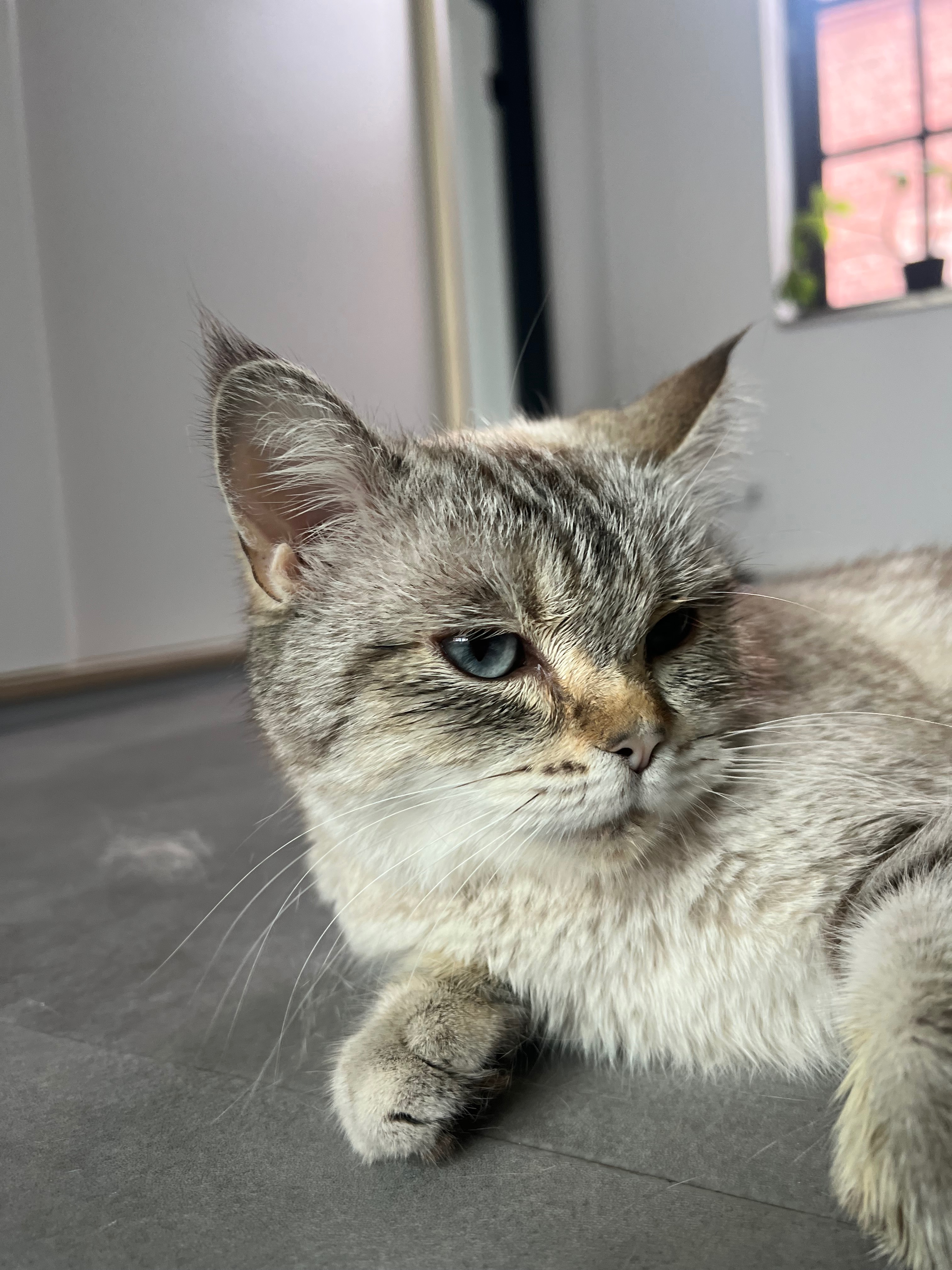 Operation meiner Katze Coco campaign photo, 2 of 4