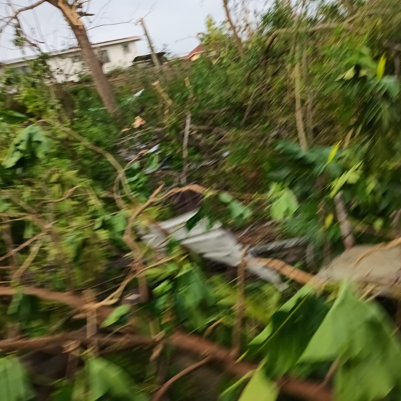 Support a Yardie nurse's effort to help rebuild. campaign photo, 4 of 5